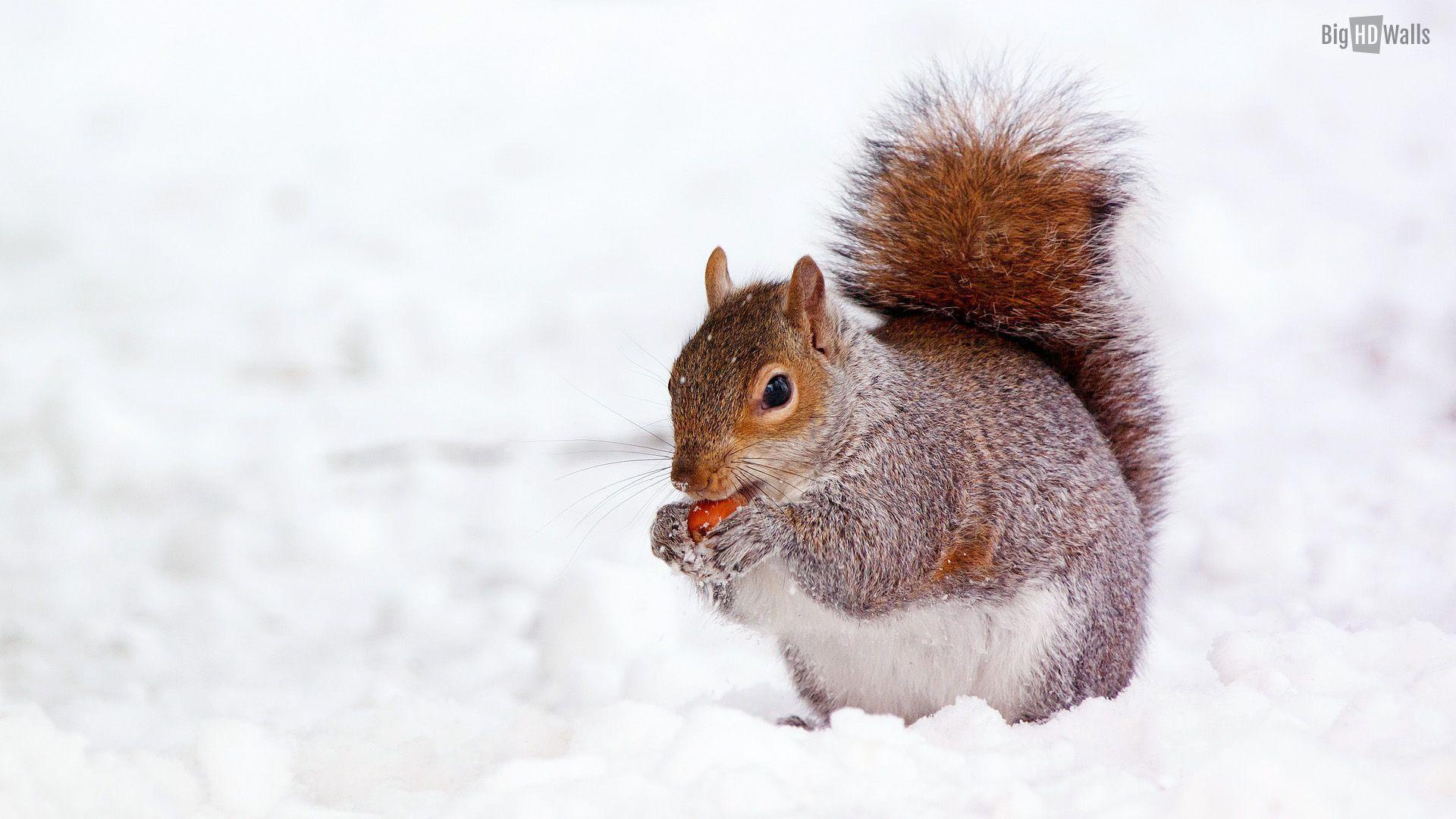 1920x1080 A cute squirrel in the snow HD Wallpaper