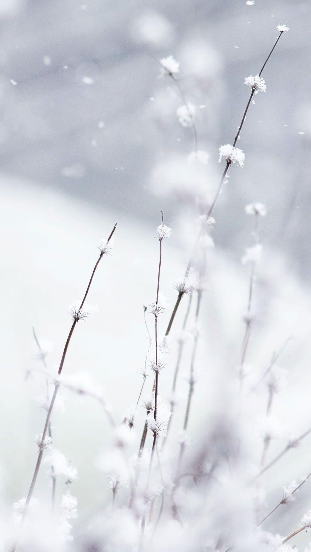 1080x1920 Flowers In Snow Wallpaper iPhone 6 HD. Flowers Wallpaper for iPhone