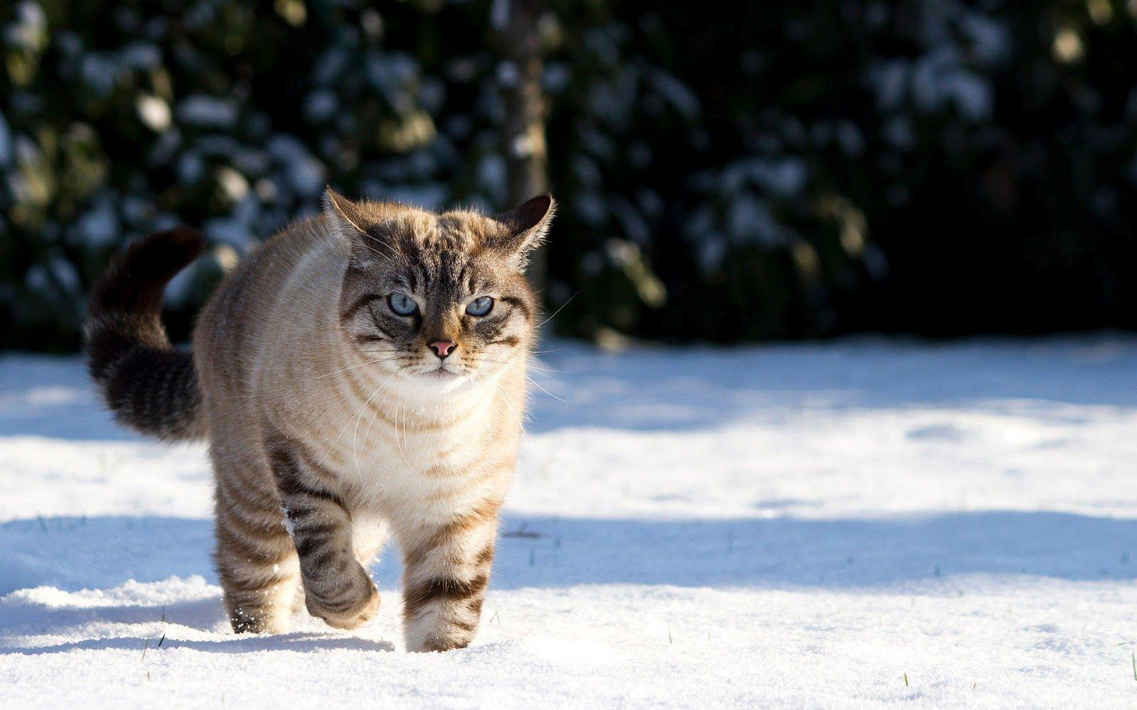 1600x1000 Cat Walking through Snow high resolution widescreen Beautiful Cat