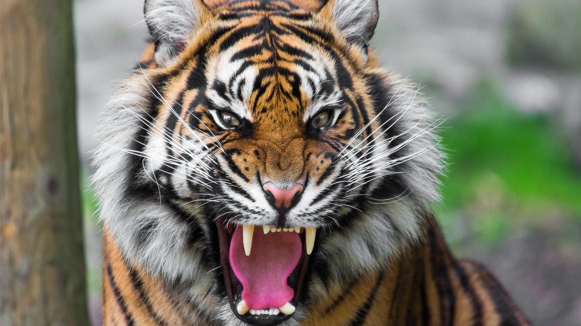 1920x1080 HD Angry Tiger Gallery HD Wallpaper