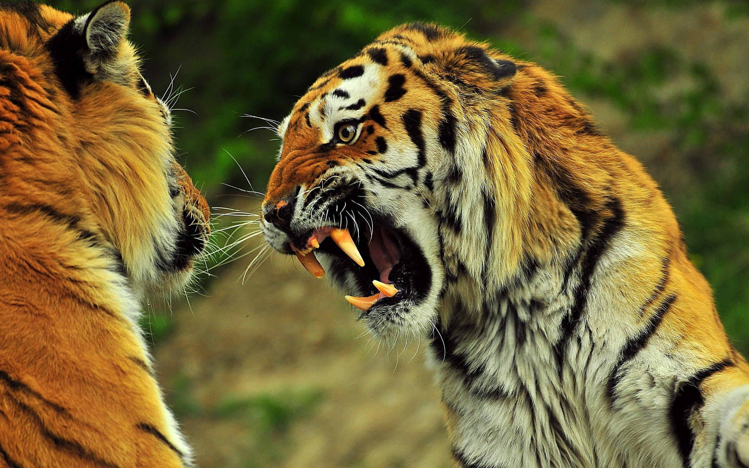 2560x1600 Tiger Angry