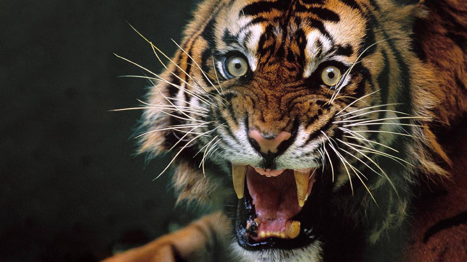 1920x1080 Download Angry Tiger With Round Eyes Wallpaper