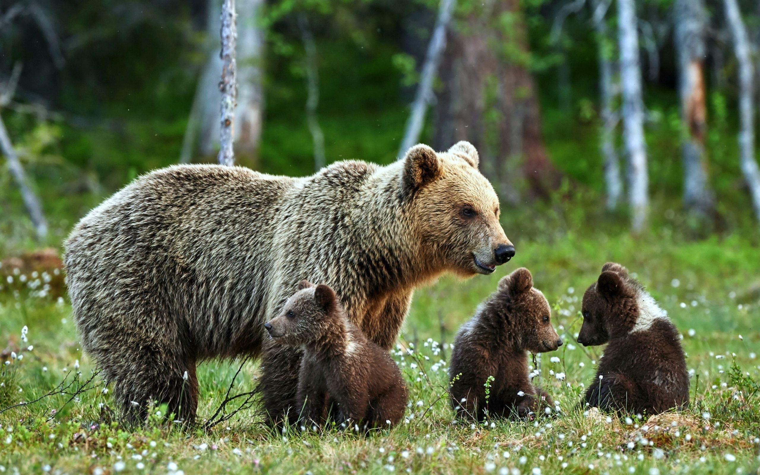2560x1600 Mother Bear and her Three Cubs