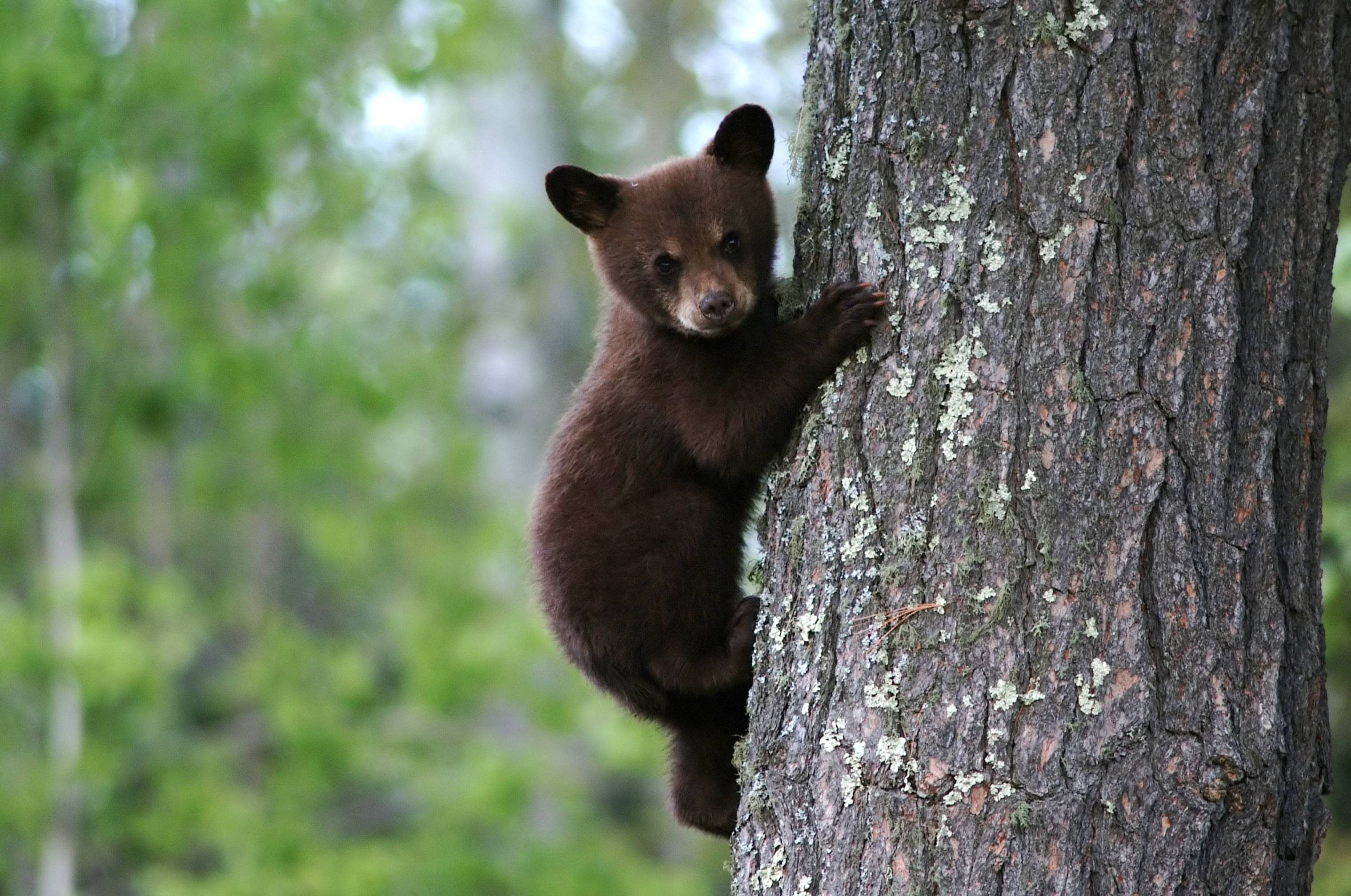 3040x2016 Bear Wallpaper