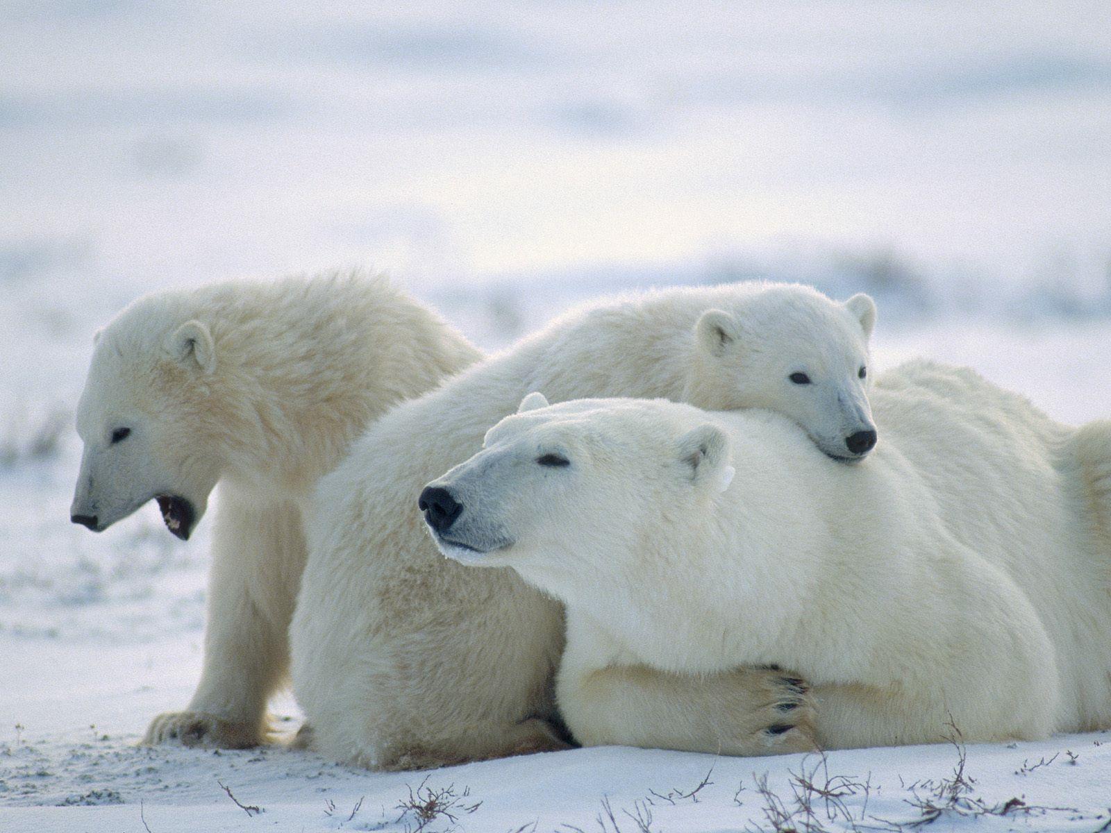 1600x1200 Cute Polar Bear Desktop Wallpaper