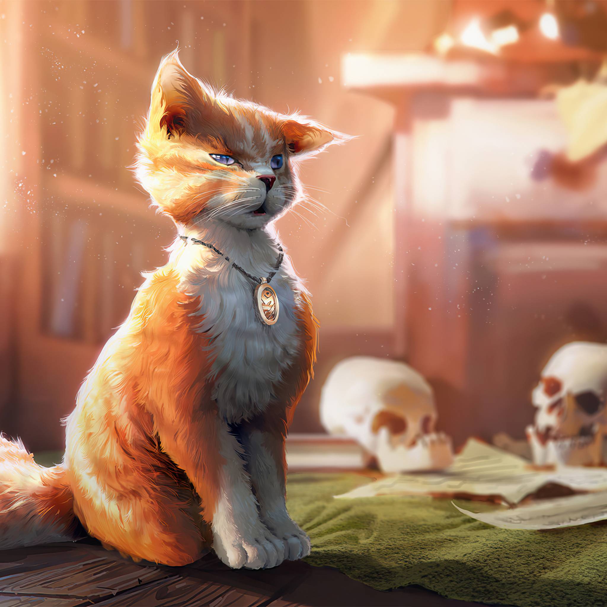 2048x2048 Be Aware Of Cat iPad Air HD 4k Wallpaper, Image, Background, Photo and Picture