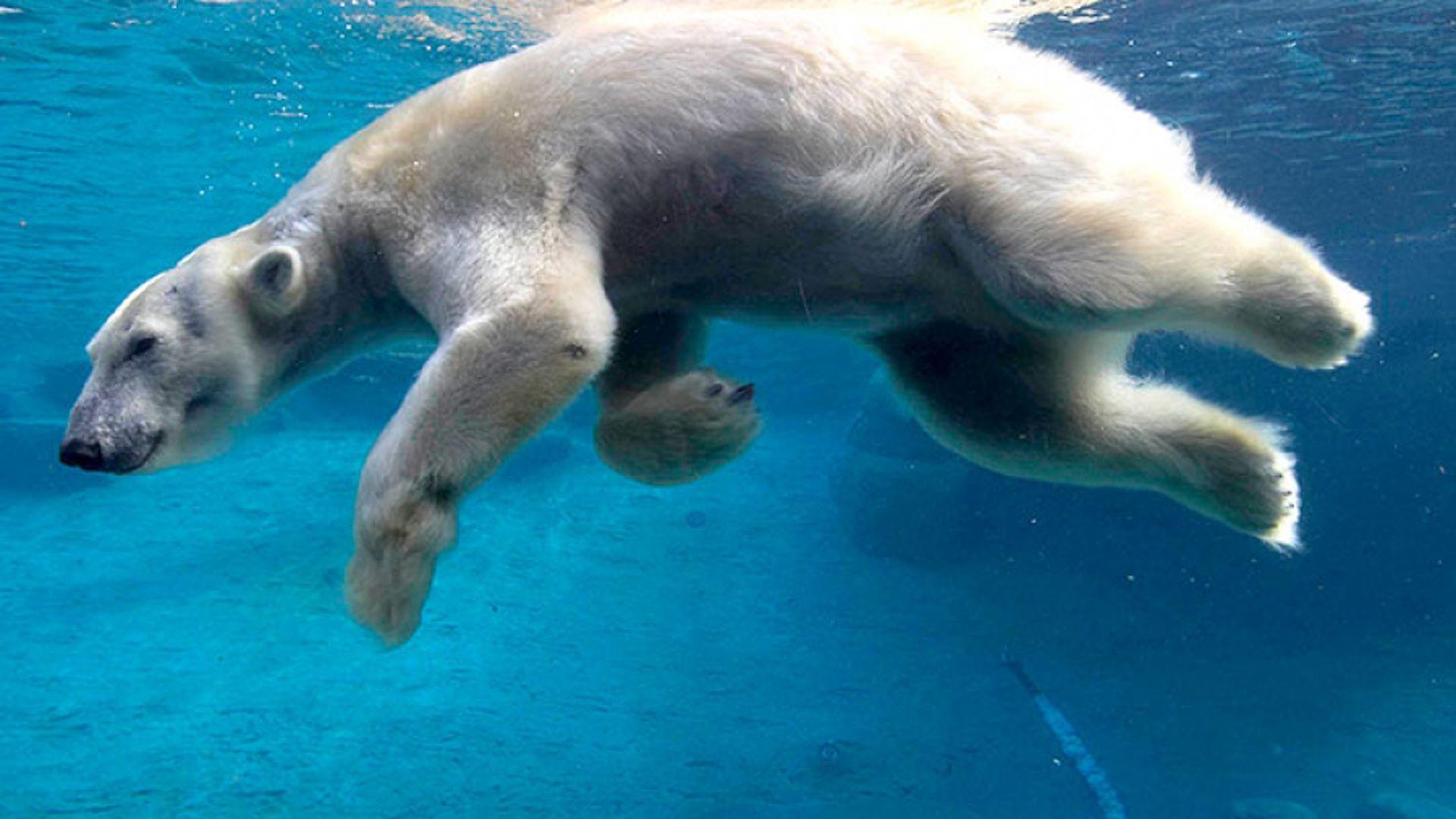 1920x1080 White Polar Bear Swimming Under Water Desktop Wallpaper HD Free