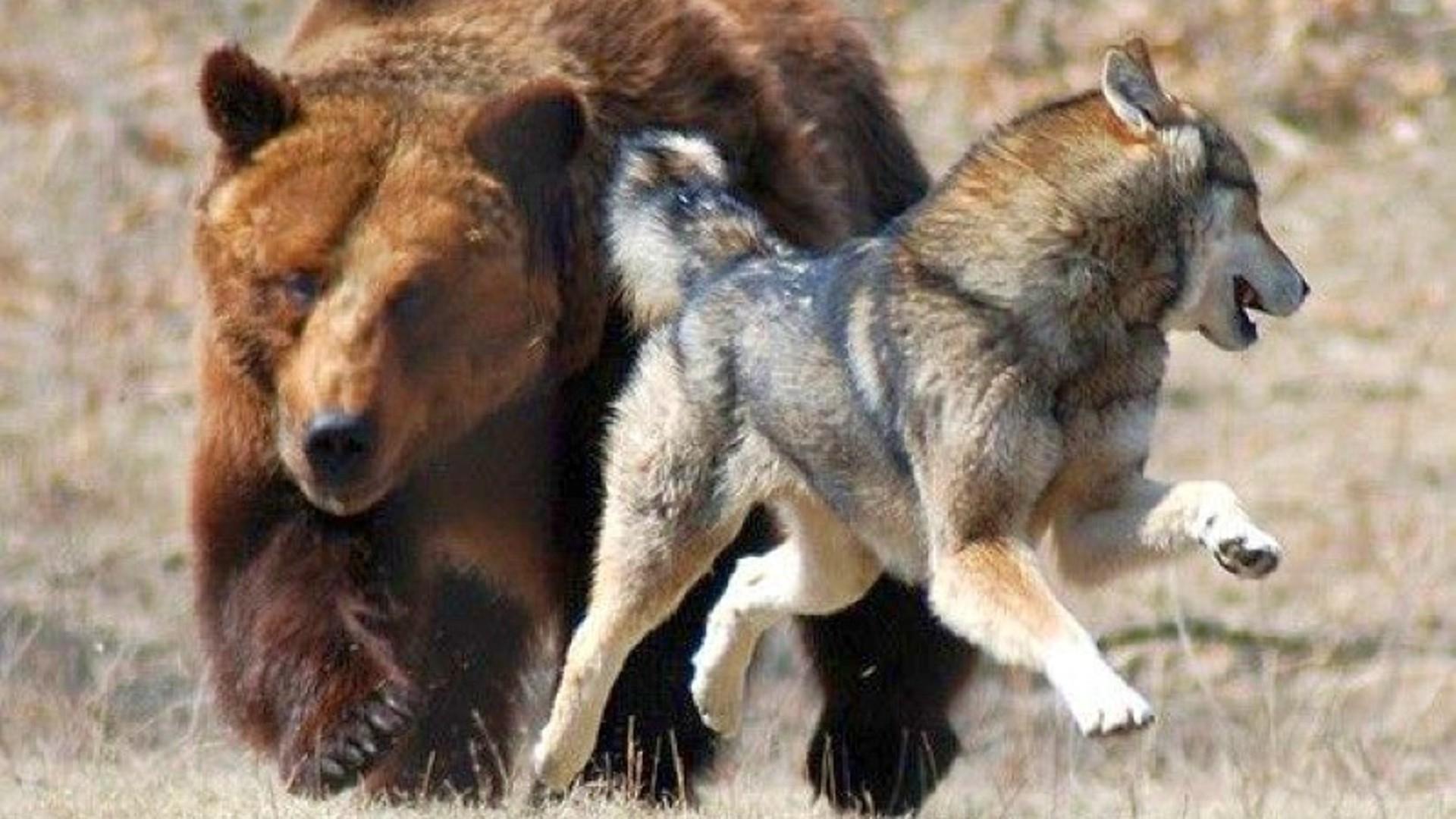 1920x1080 Bear Chasing Wolf HD desktop wallpaper : Widescreen : High