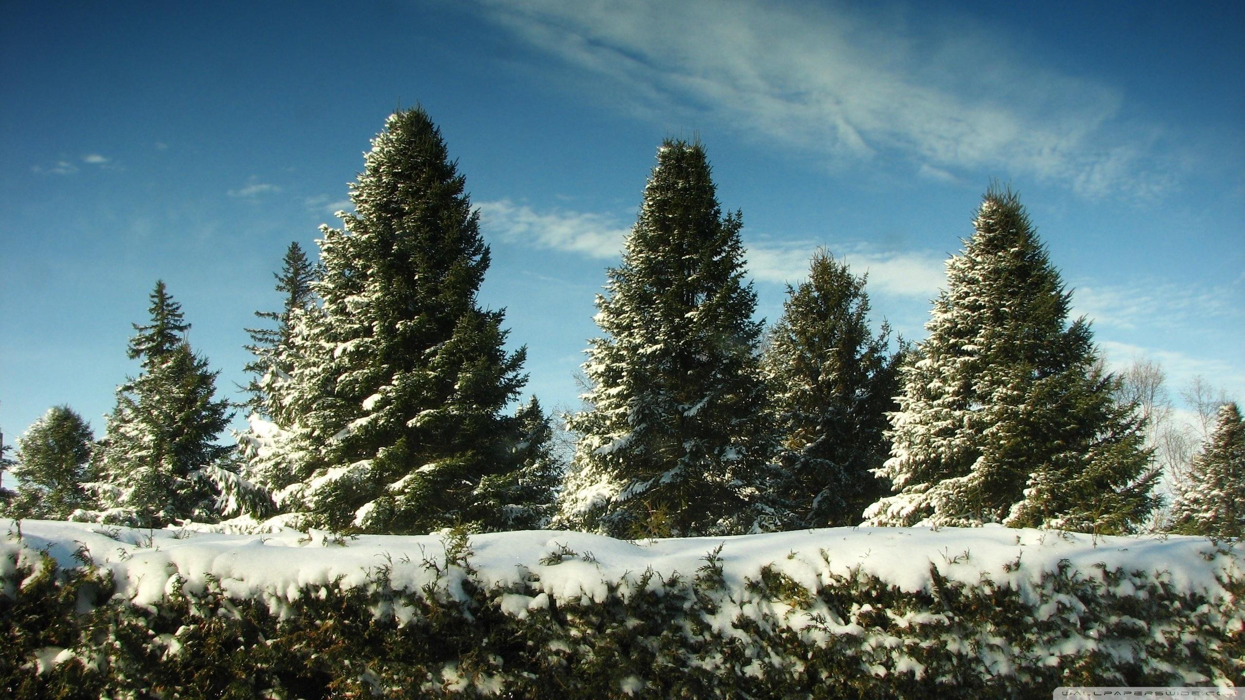 2560x1440 Christmas Trees Covered In Snow Ultra HD Desktop Background Wallpaper for 4K UHD TV : Tablet
