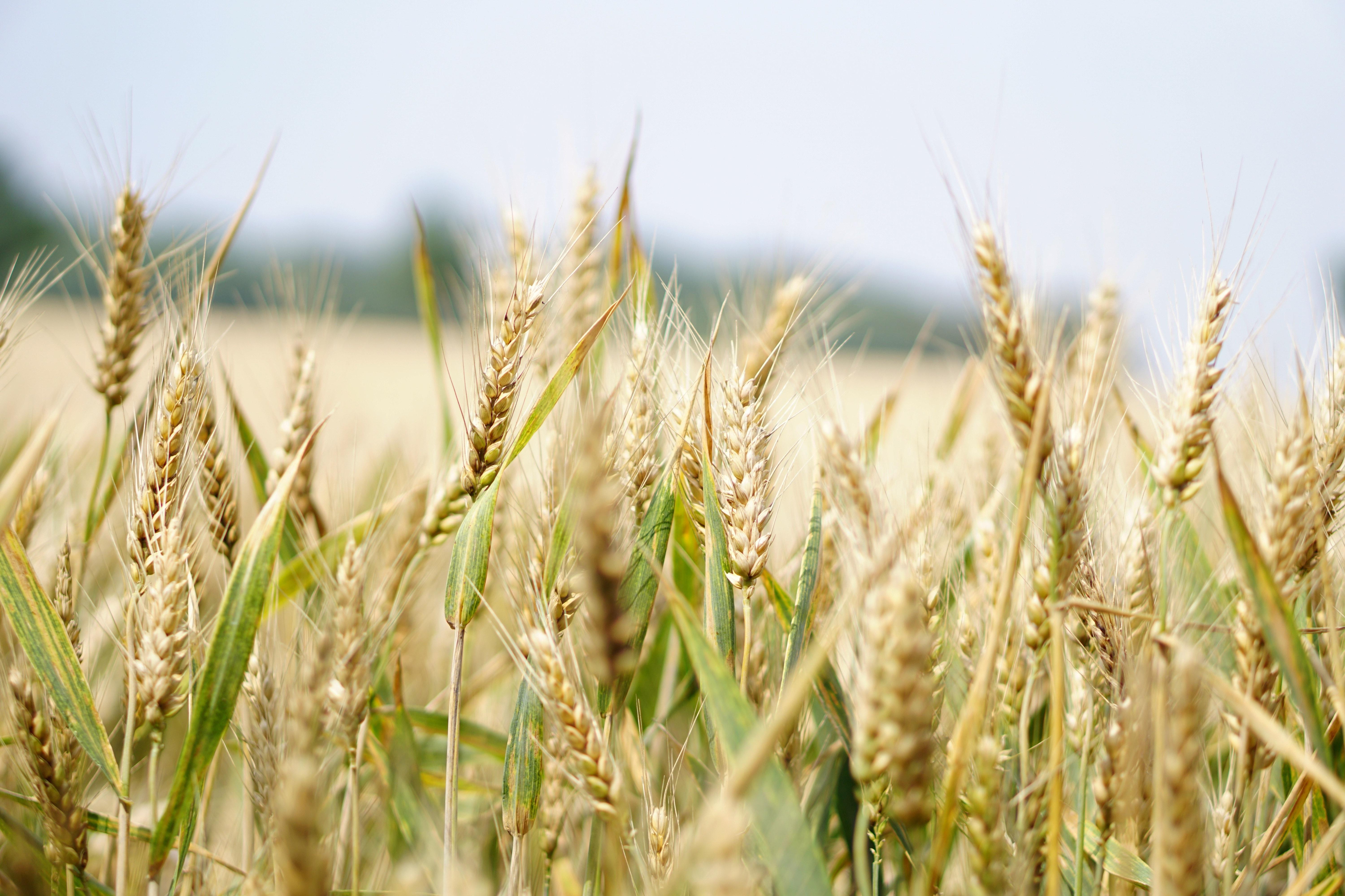 6000x4000 Wheat Field Photo, Download The BEST Free Wheat Field & HD Image