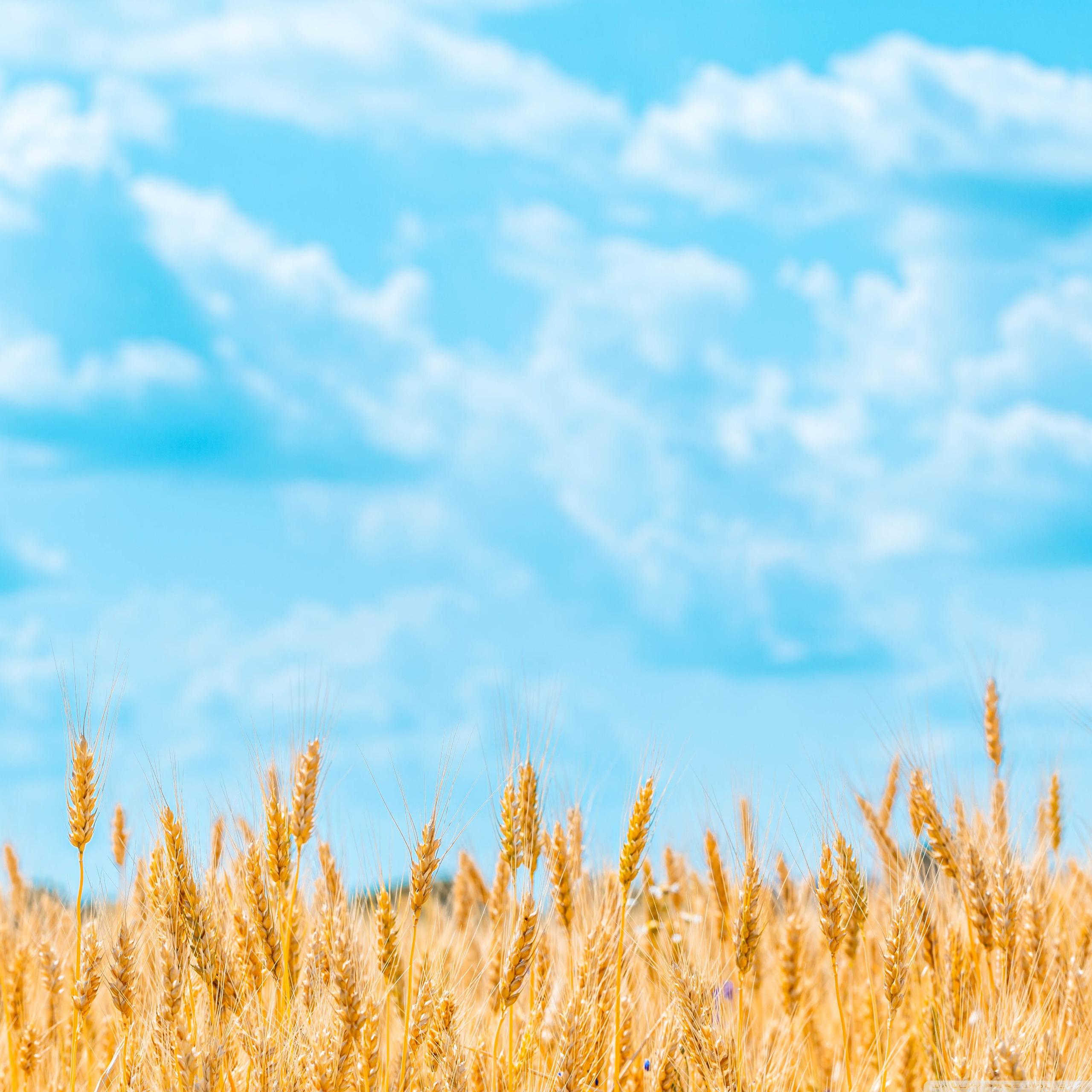 Пшеничный фон. Поле пшеницы. Поле с колосьями. Небо и поле пшеницы. Колосья пшеницы.