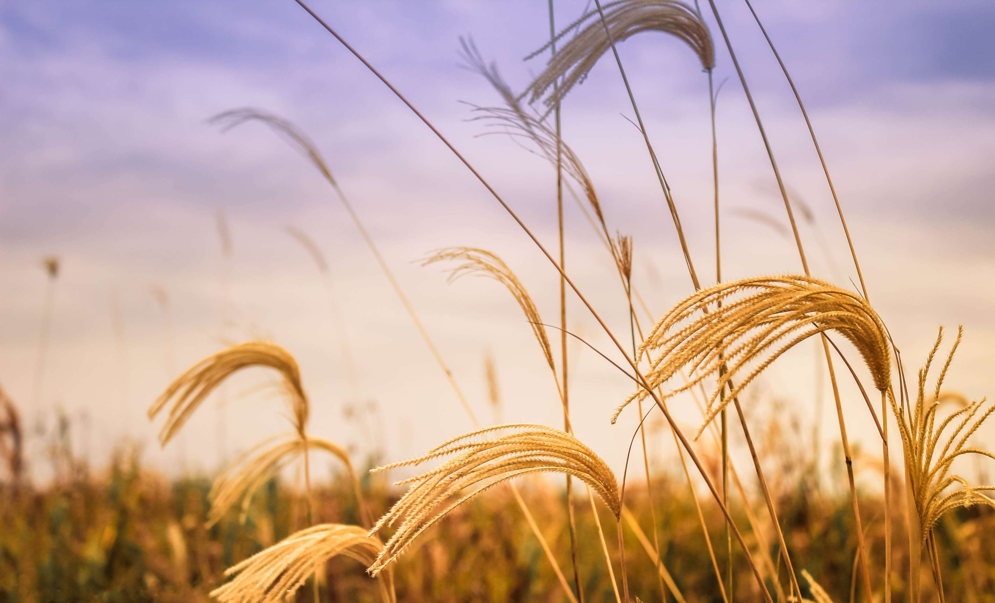 3840x2329 wheat field 1080P, 2k, 4k HD wallpaper, background free download