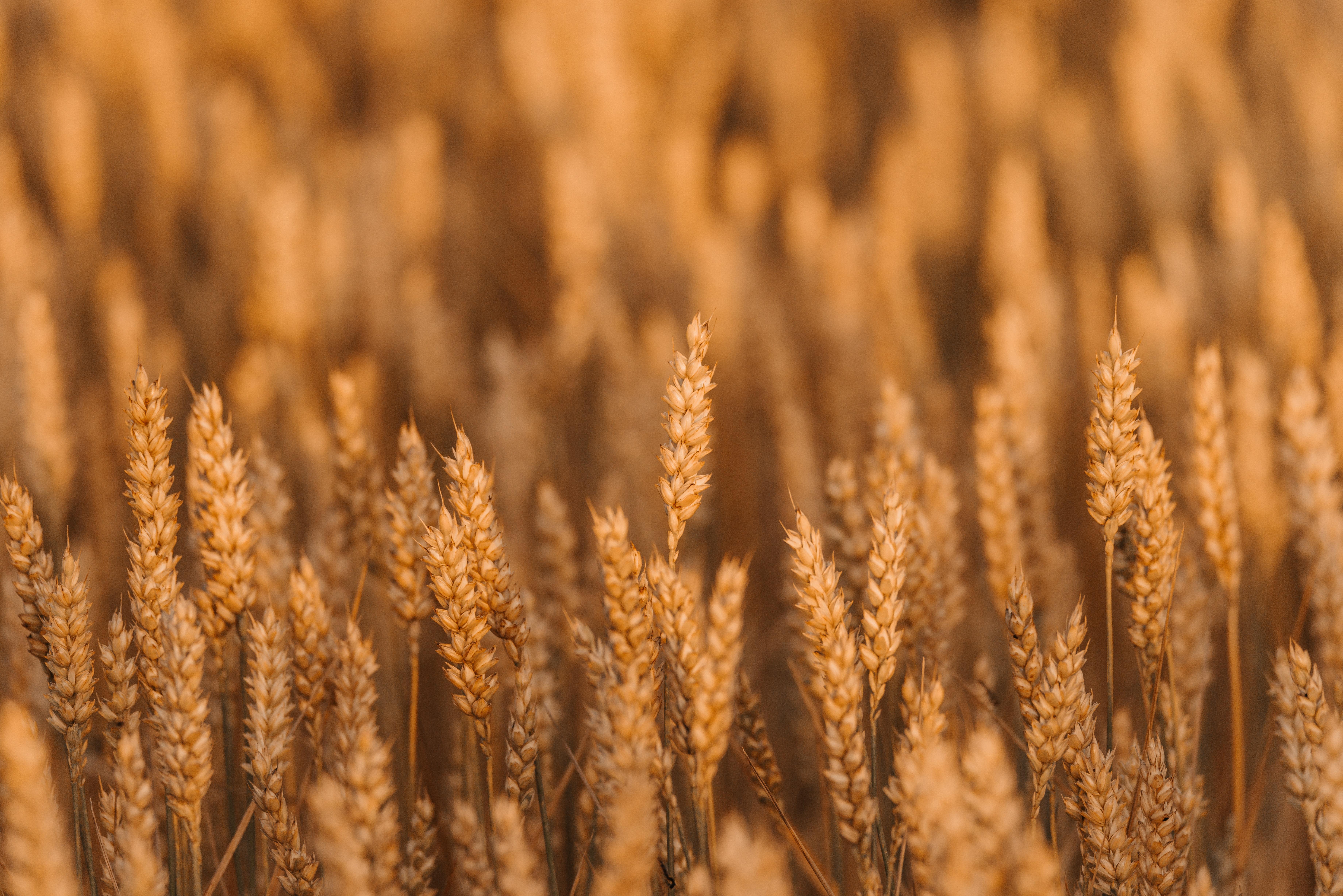7360x4912 Download Wheat wallpaper for mobile phone, free Wheat HD picture