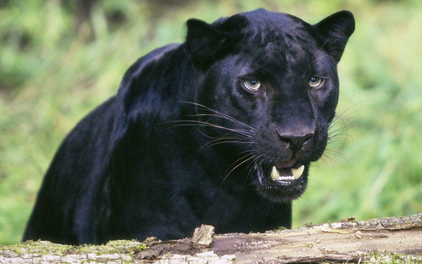 Angry Black Panther Animal Wallpapers - Top Free Angry Black Panther