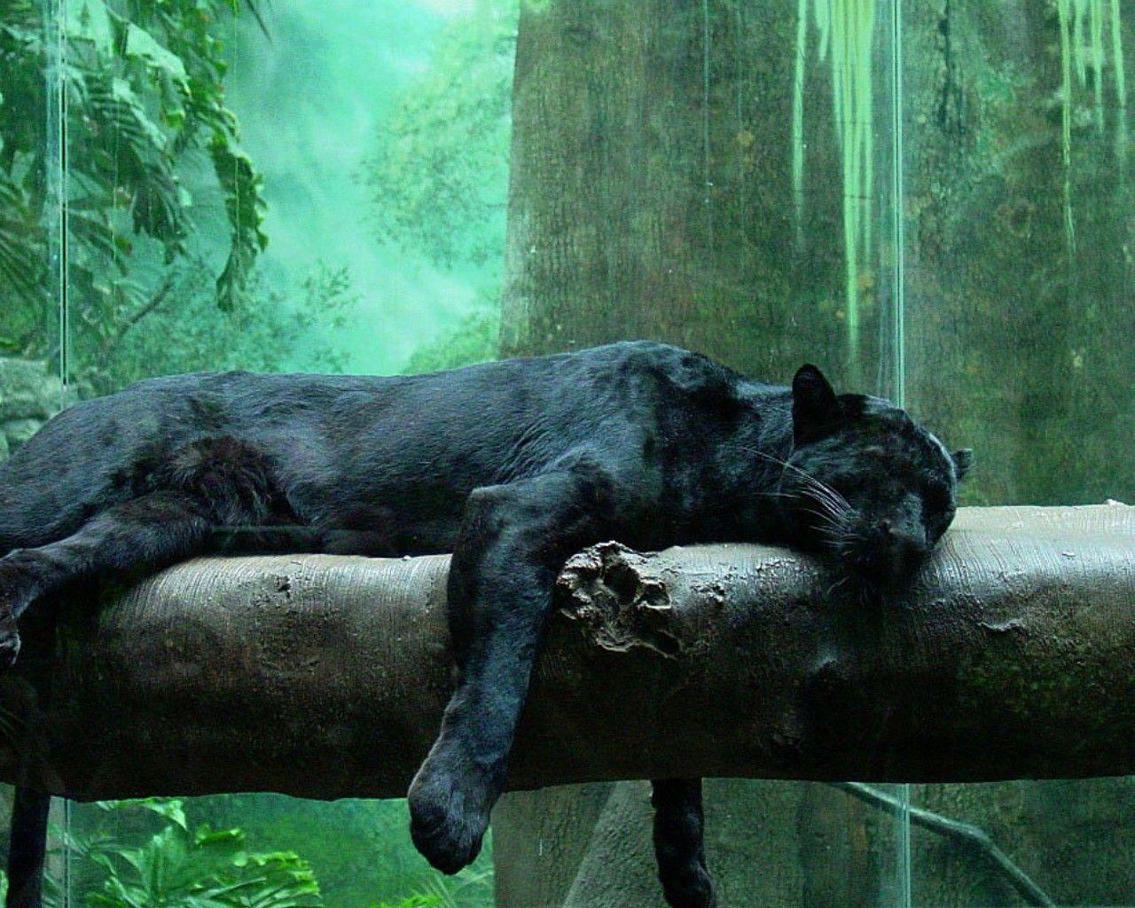 1280x1024 Cute Black Panther HD Wallpaper Wallpaper