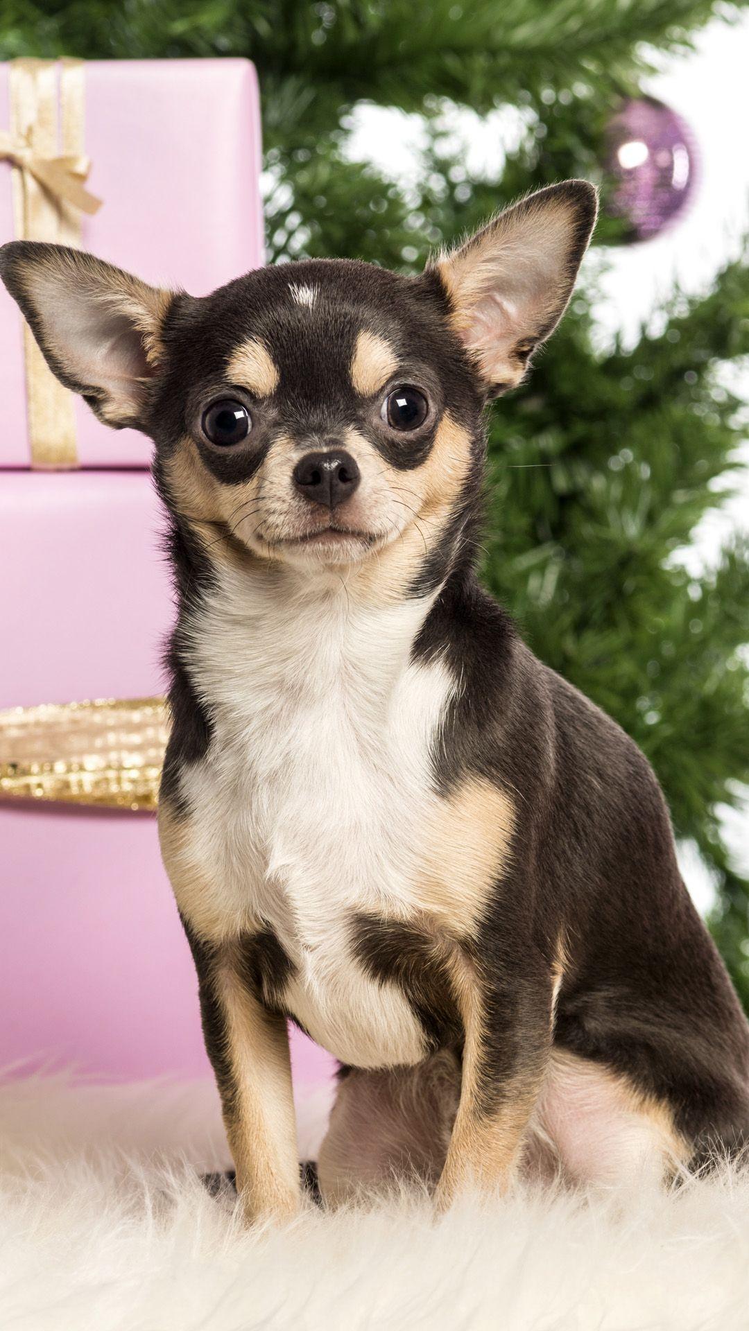 1080x1920 Chihuahuas Very Cute Puppy Wallpaper
