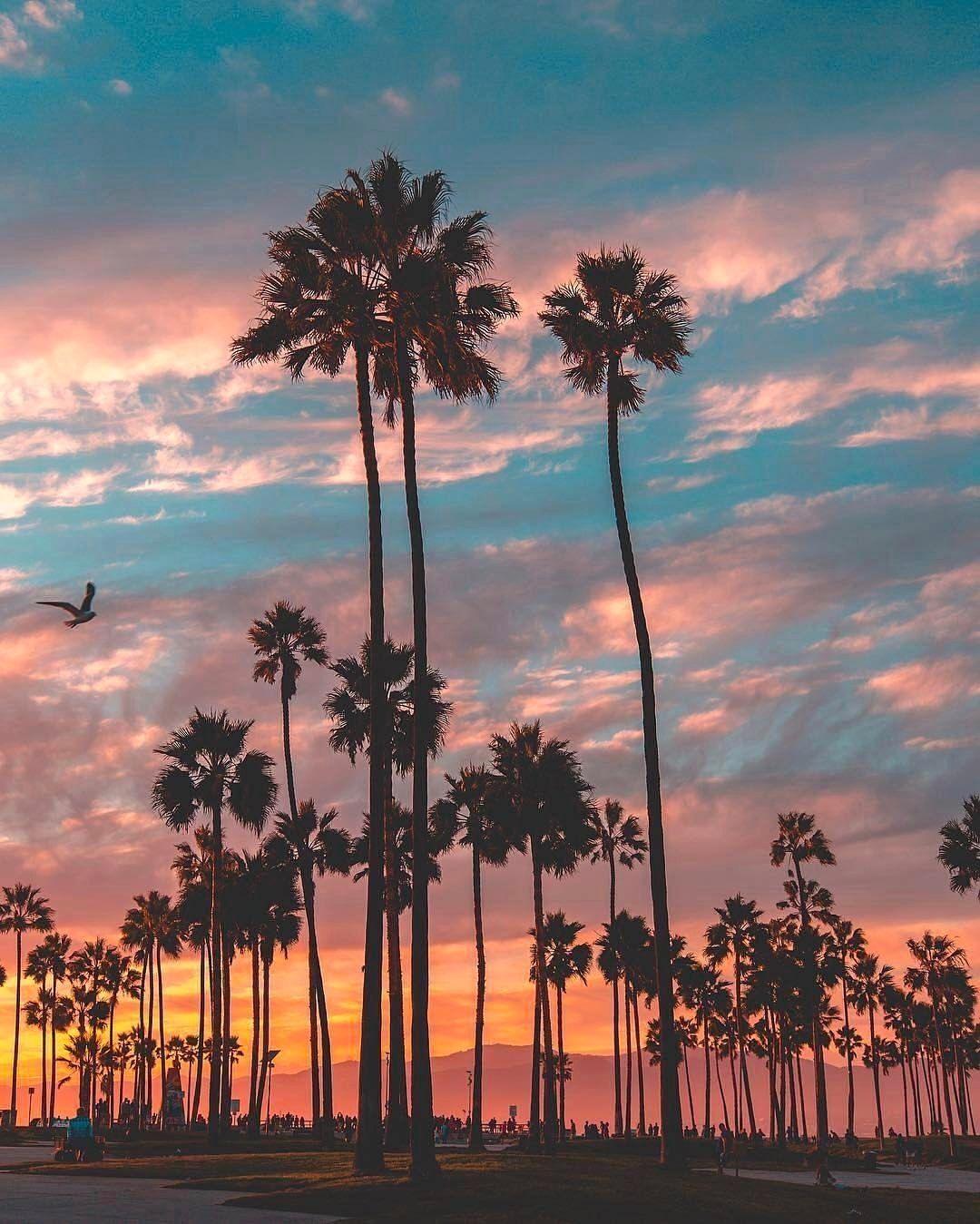 1080x1349 Venice Beach Los Angeles Wallpaper