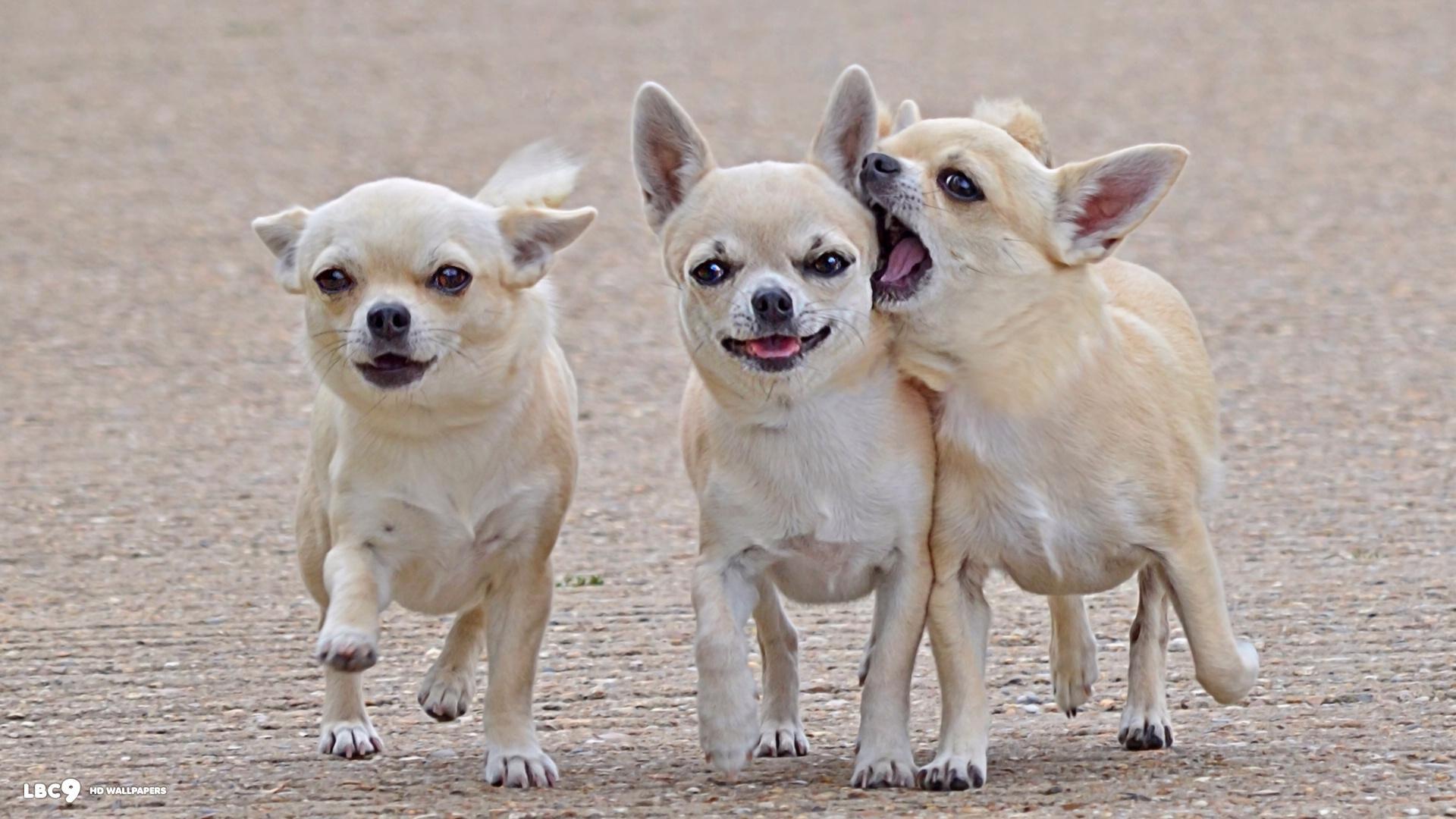 1920x1080 Free download Funny Chihuahua Dog Wallpaper Hi Resolution Im 6271 Wallpaper Cool [1920x1080] for your Desktop, Mobile & Tablet. Explore Chihuahua Wallpaper. Chihuahua Wallpaper, Chihuahua Wallpaper and