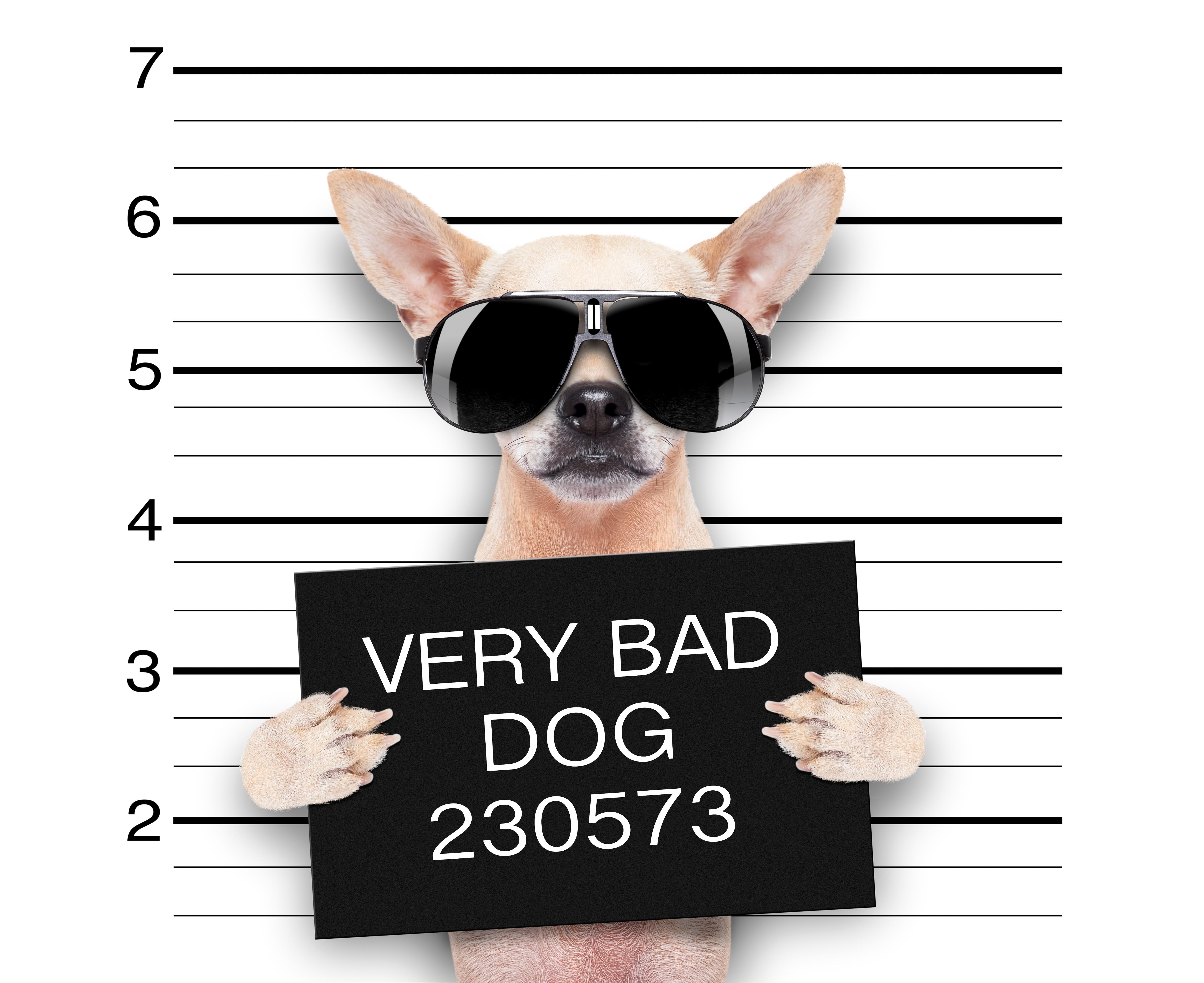 5400x4410 4K, 5K, Creative, Dogs, Funny, Chihuahua, Glasses, English, Paws Gallery HD Wallpaper