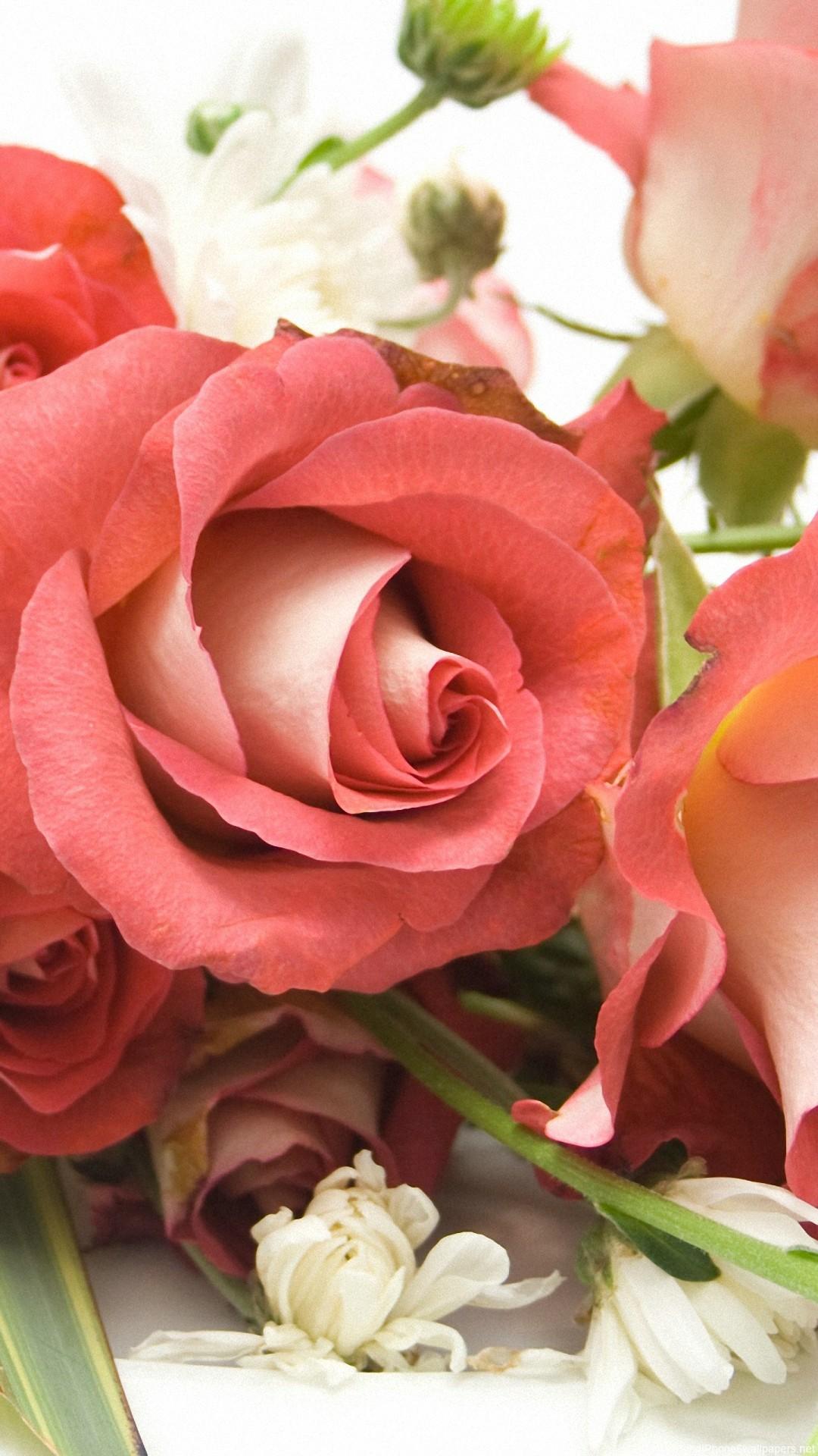 1080x1920 beauty rose flowers iPhone 6 wallpaper HD