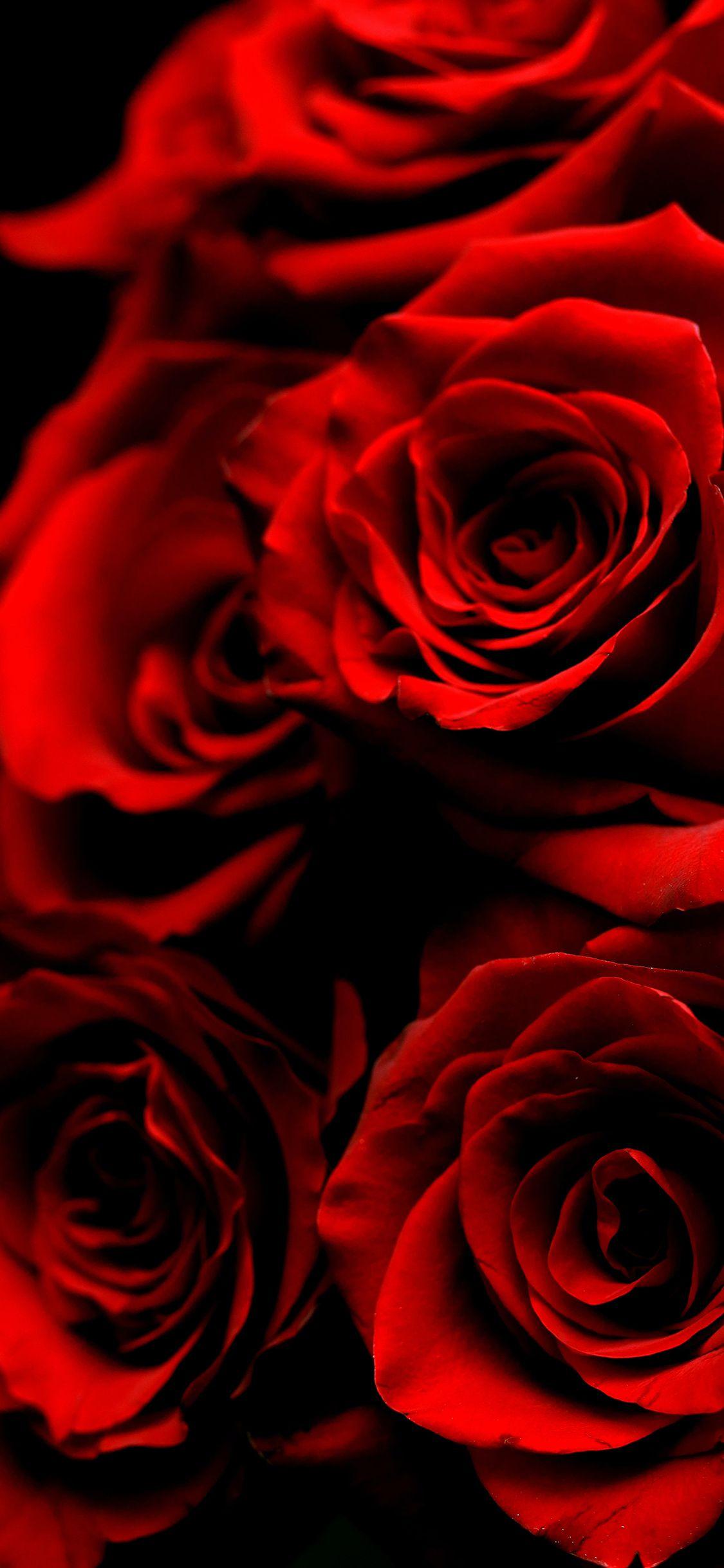 Beautiful Rose iPhone Wallpapers Top Free Beautiful Rose iPhone