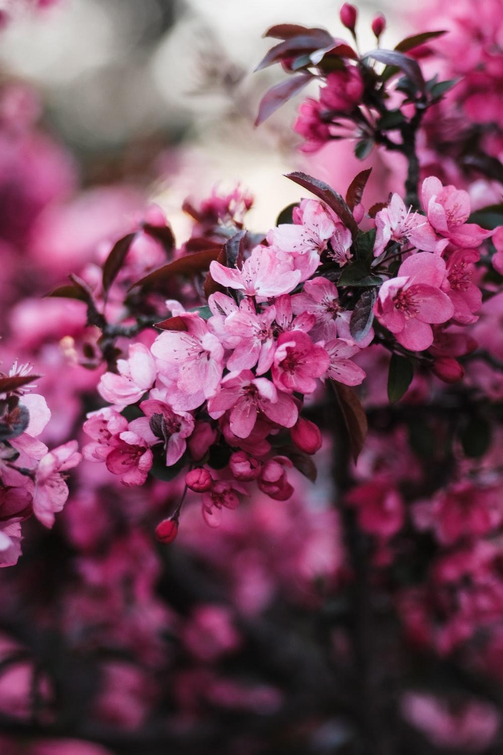 1000x1500 Flower iPhone Picture. Download Free Image