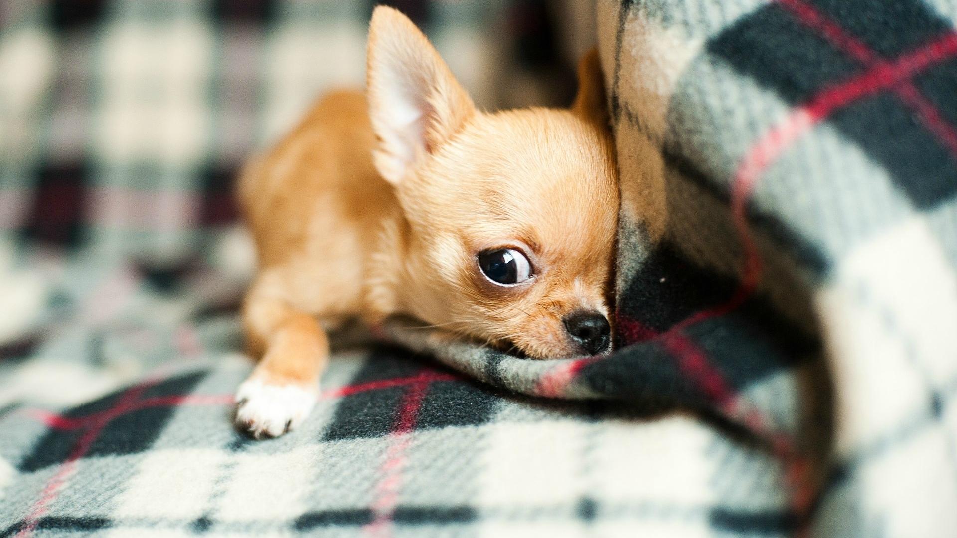 1920x1080 Wallpaper / cute, chihuahua, dog, sweet free download