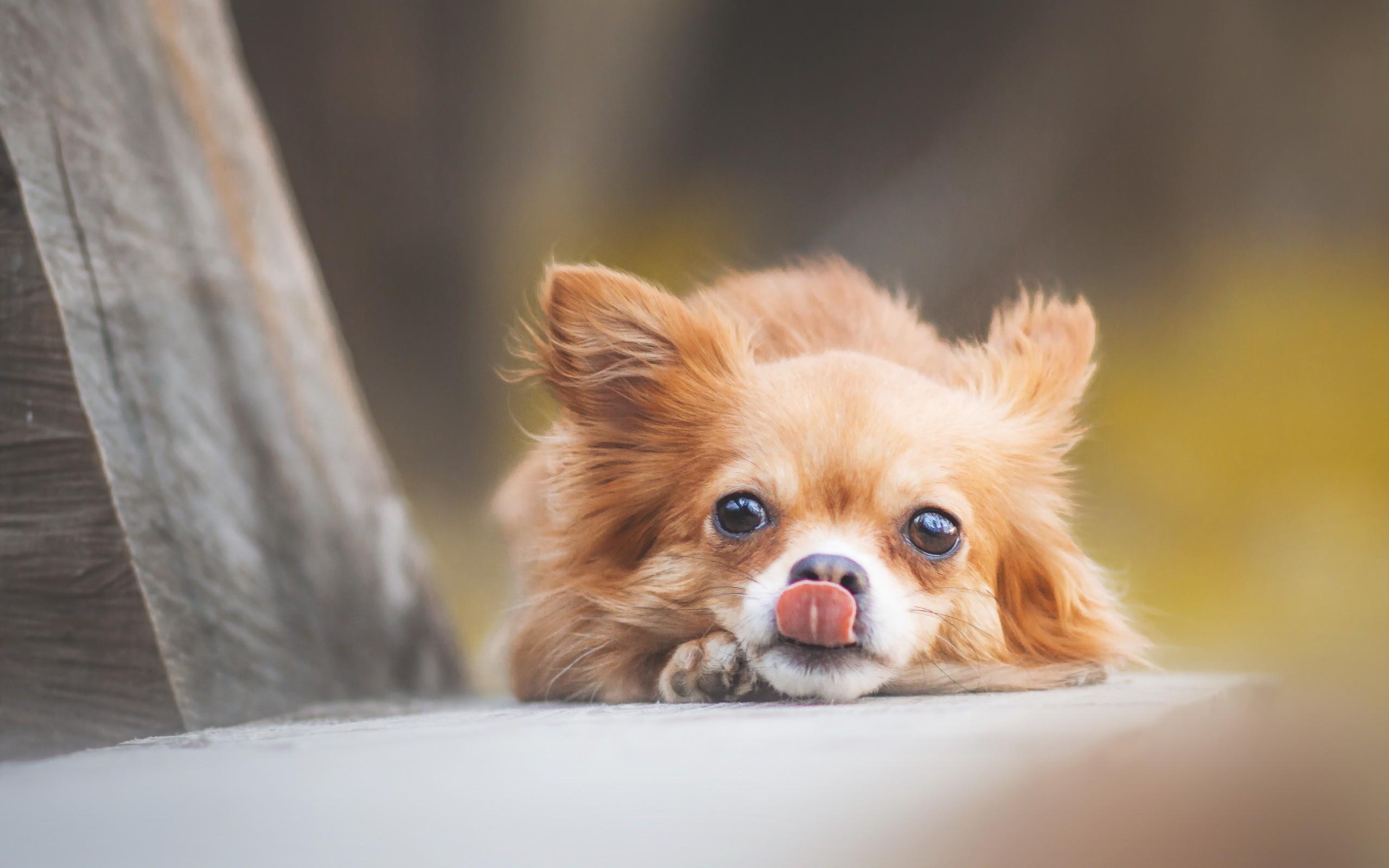 2560x1600 Cute Chihuahua Wallpaper