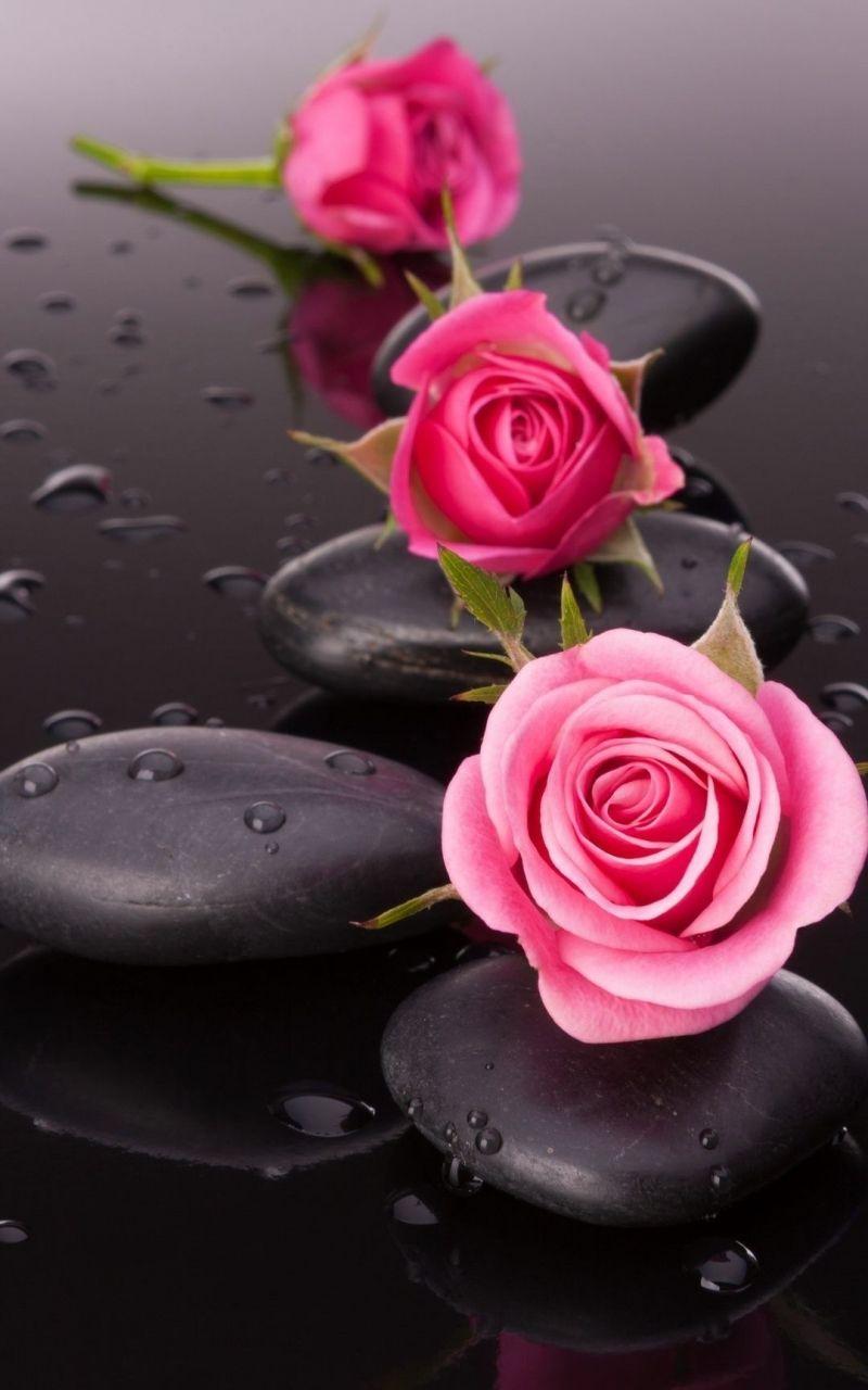 800x1280 Rose iPhone Wallpaper