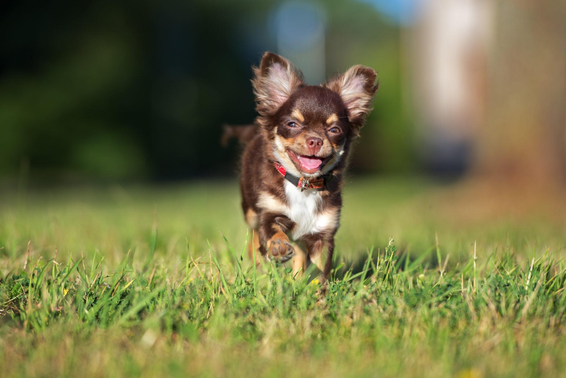 1920x1281 My Chihuahua HD Wallpaper New Tab Theme
