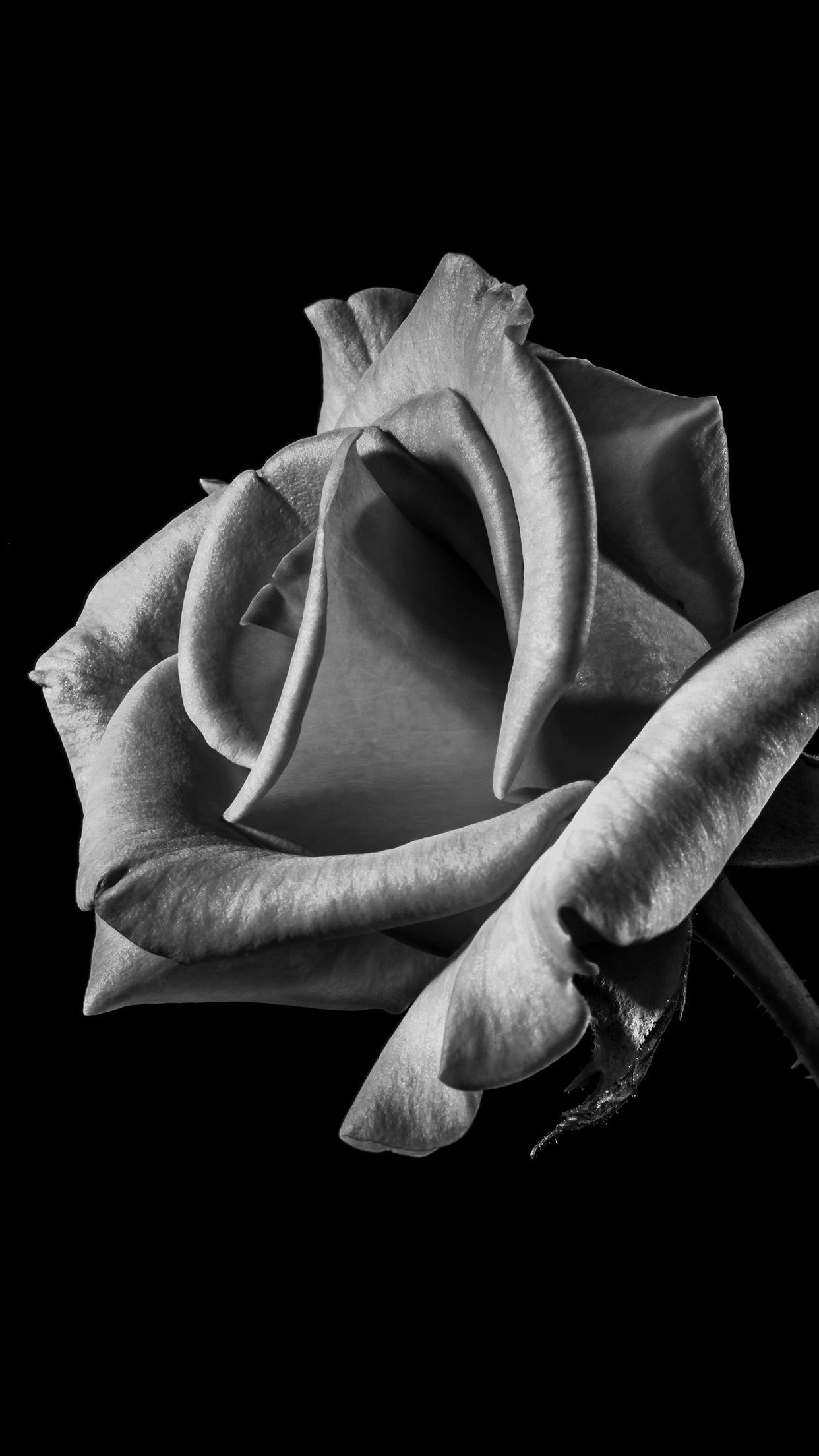 Beautiful Rose iPhone Wallpapers Top Free Beautiful Rose iPhone