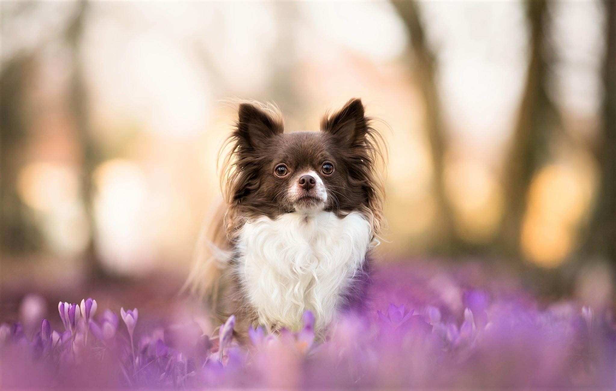 2047x1301 Long Haired Chihuahua HD Wallpaper And Background