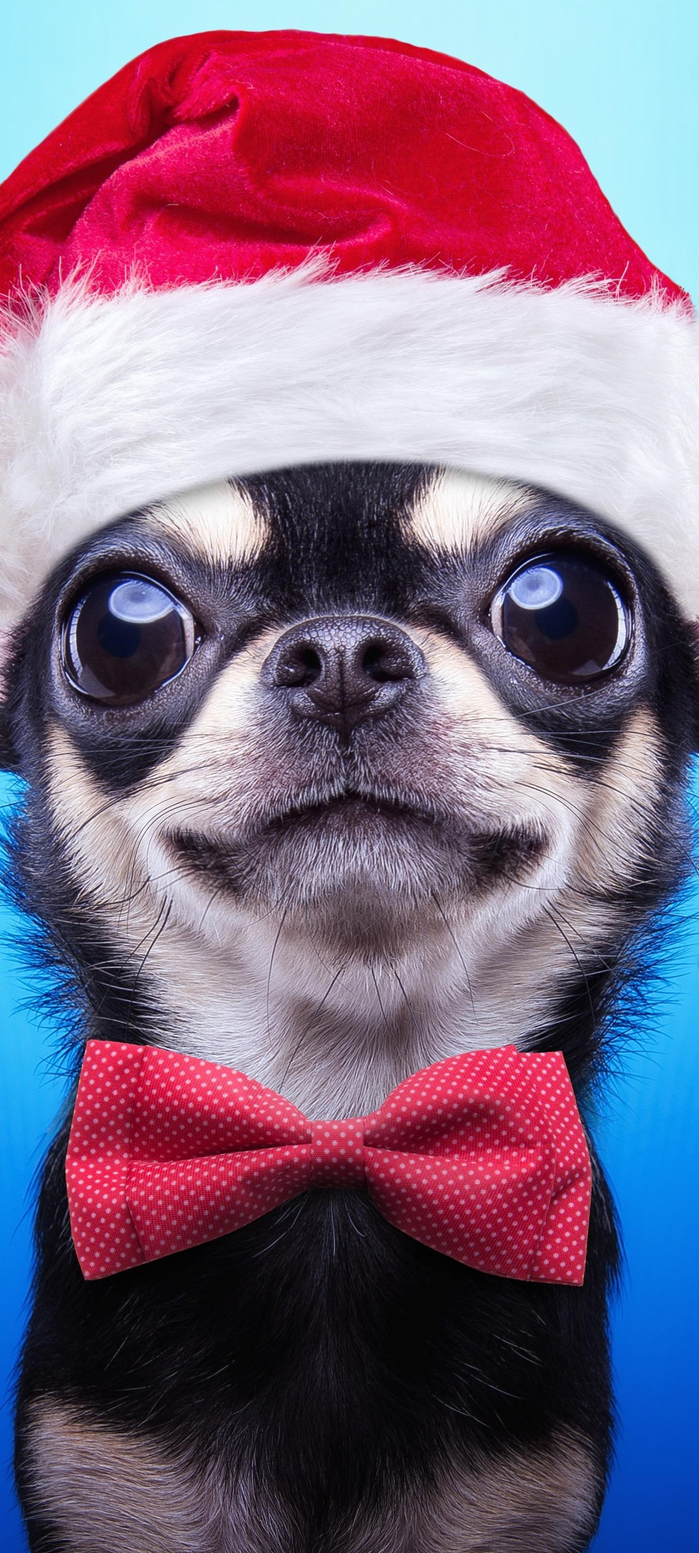 Funny Chihuahua Wallpapers - Top Free Funny Chihuahua Backgrounds ...