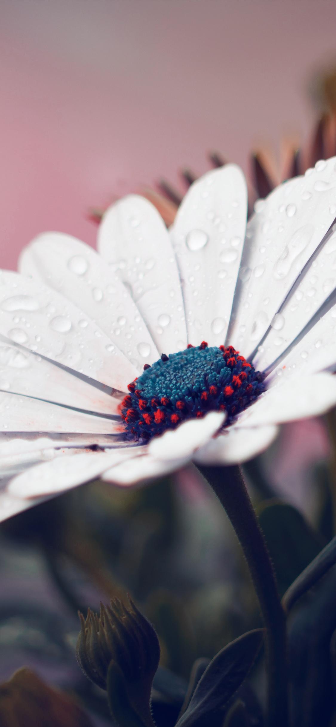 1125x2436 iPhone X wallpaper. white flower red nature spring rain