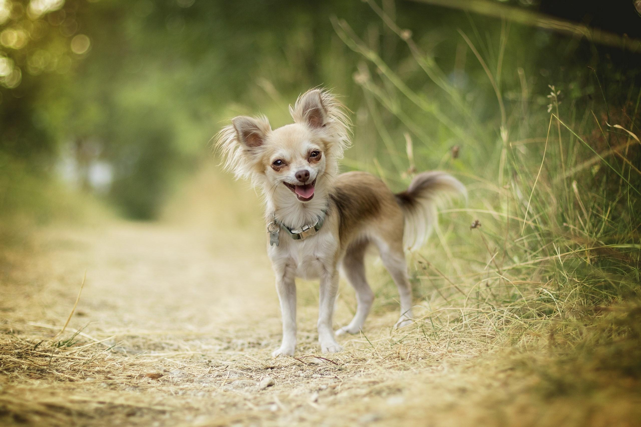 2560x1707 Dogs, Chihuahua, Funny, Bokeh Gallery HD Wallpaper