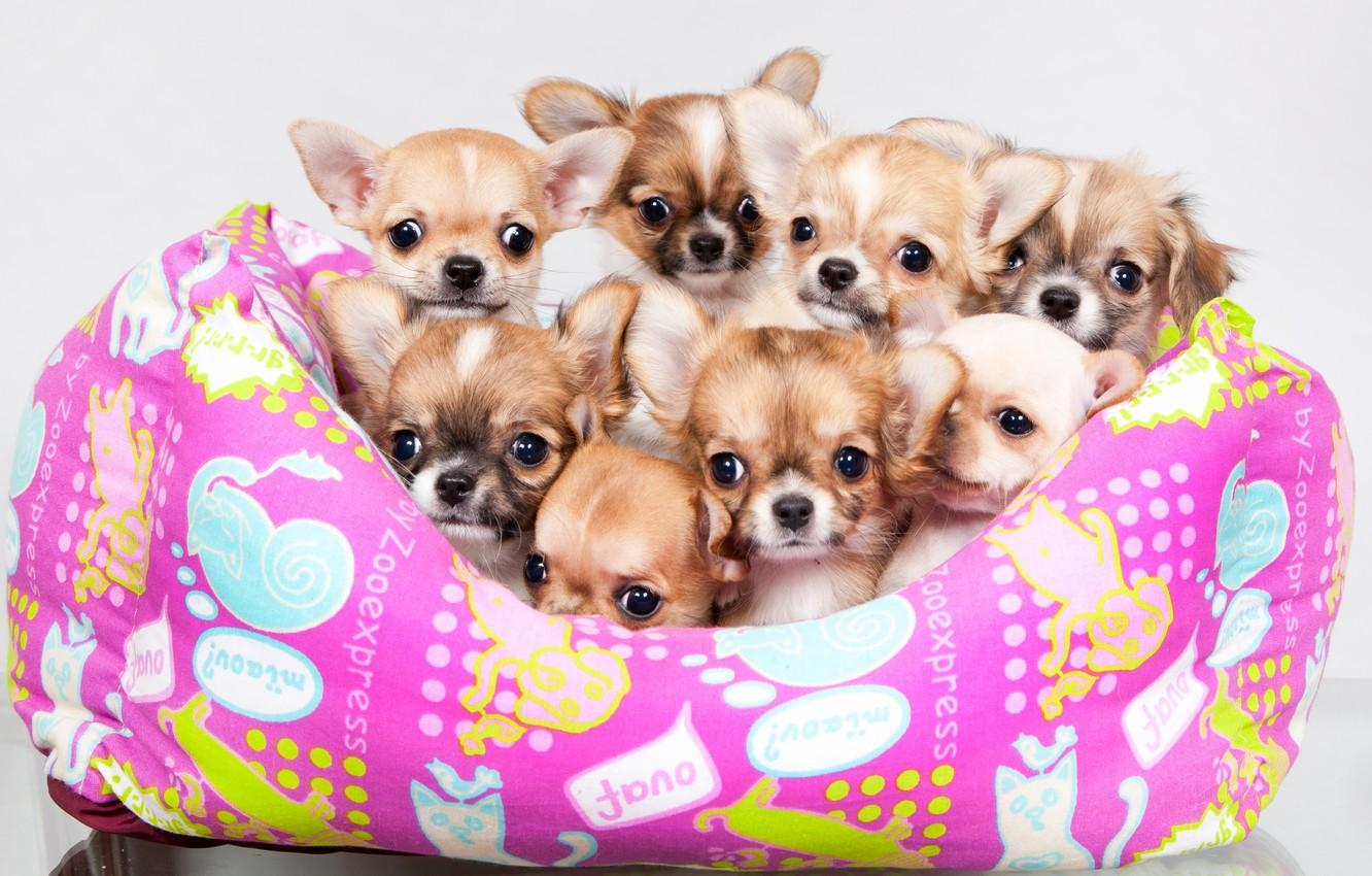1332x850 Wallpaper puppies, a lot, Chihuahua, cute image for desktop, section собаки