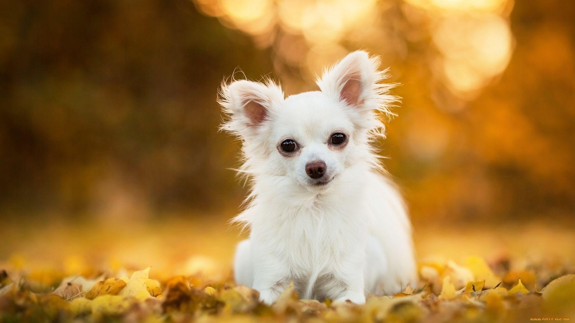 1920x1080 Chihuahua Wallpaper