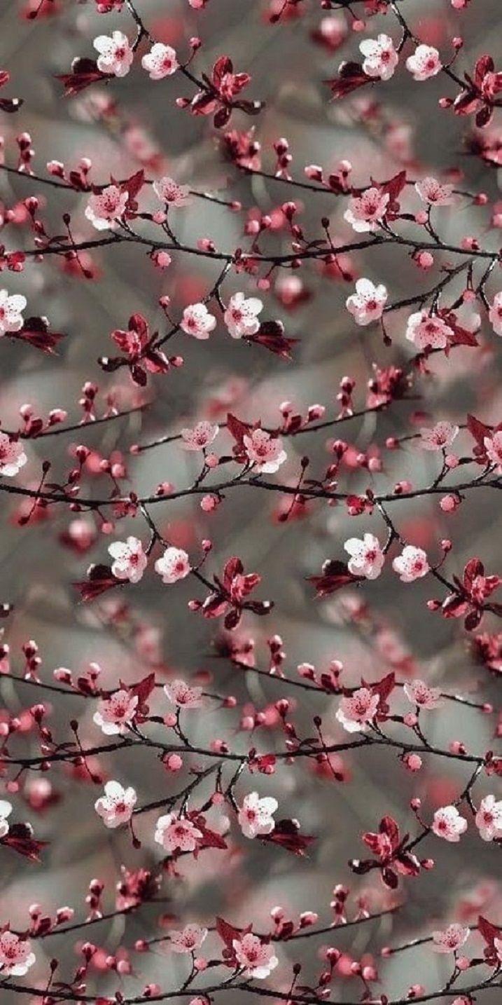 717x1434 Beautiful Flower iPhone Wallpaper