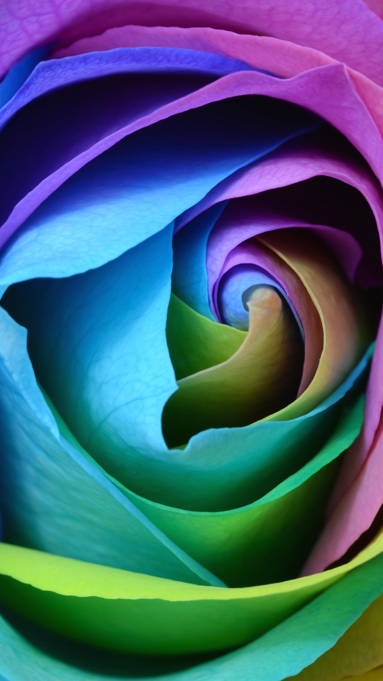 1242x2208 Rose flower Wallpaper 4K, Colorful, Multicolor, Flowers