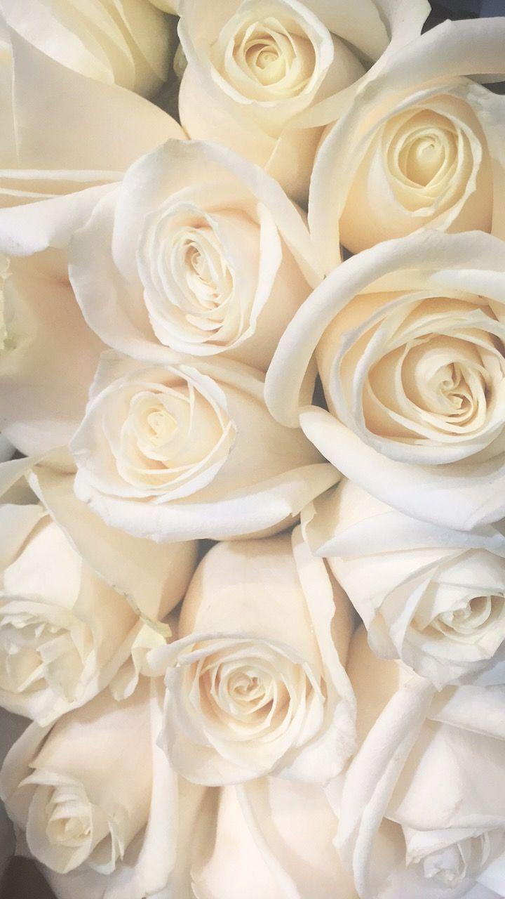 720x1280 White Rose iPhone Wallpaper