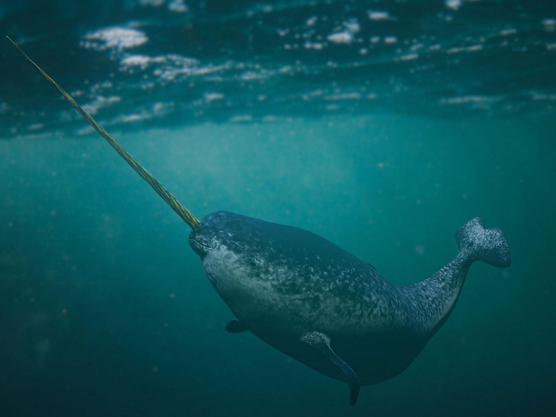 1920x1440 In an Increasingly Noisy Arctic, Will Narwhals Fall Silent?. The New Yorker