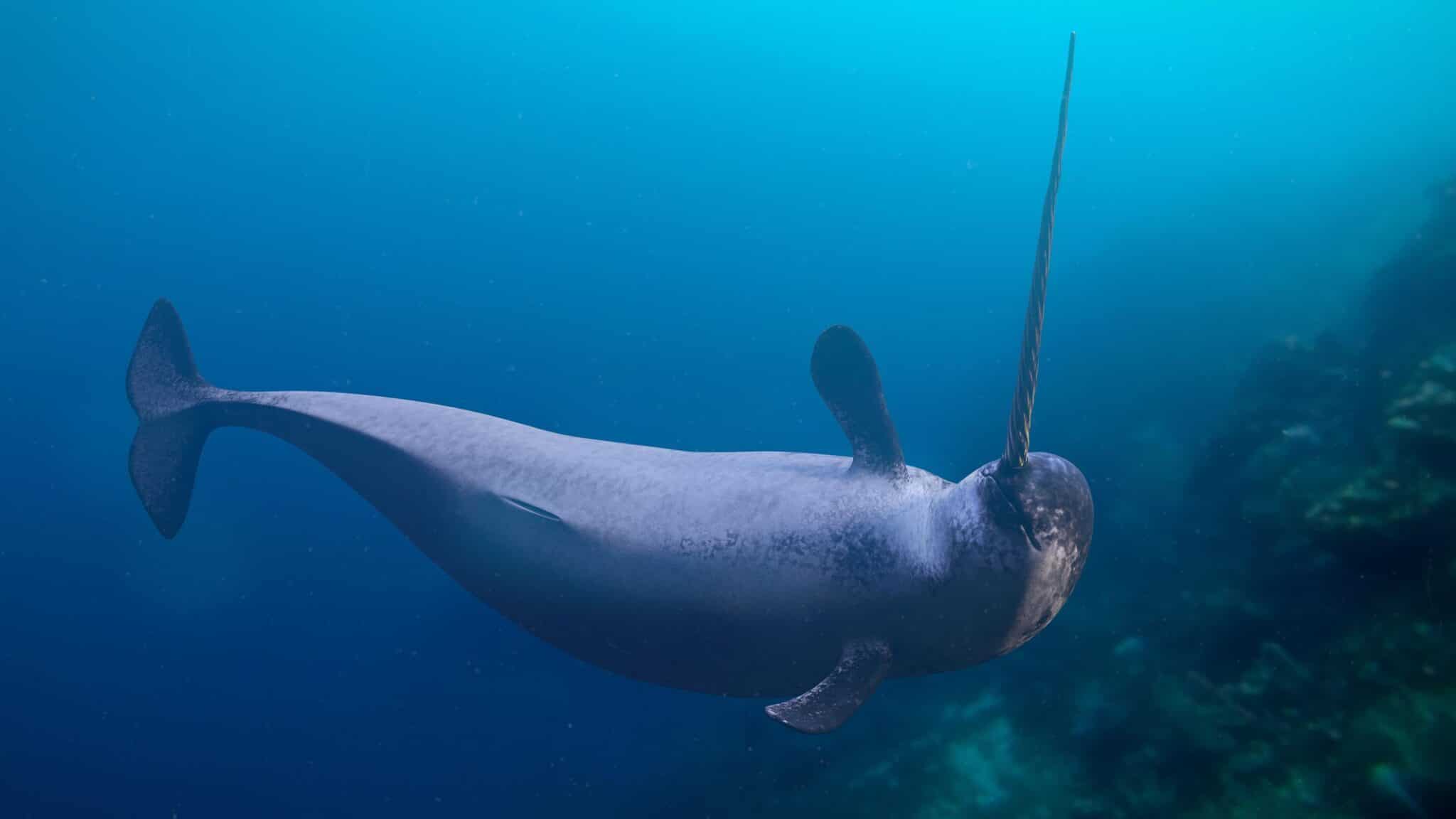 2048x1152 Narwhal Tusks Record Changes in the Marine Arctic