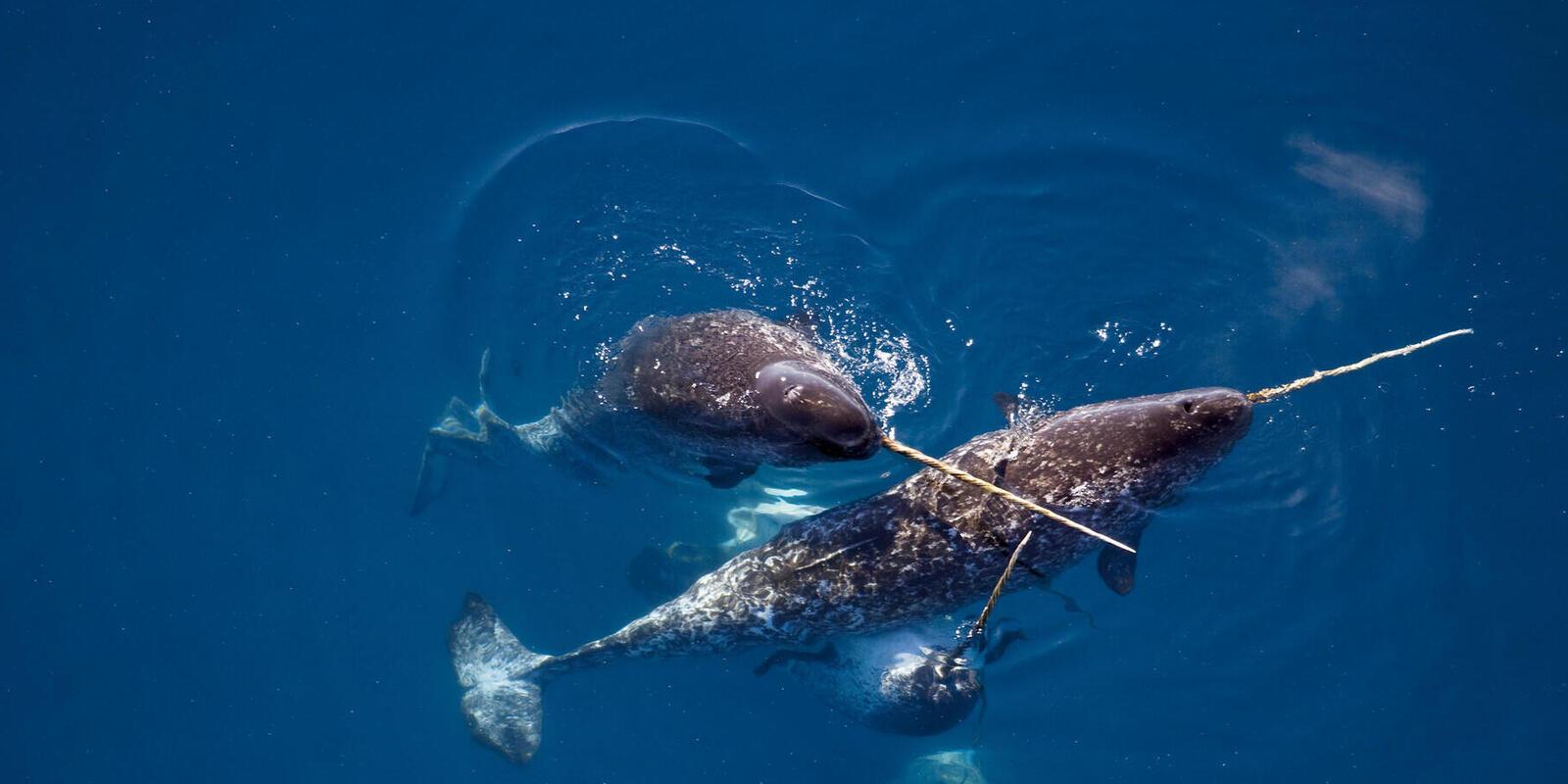 1600x800 Unicorn of the Sea: Narwhal Facts