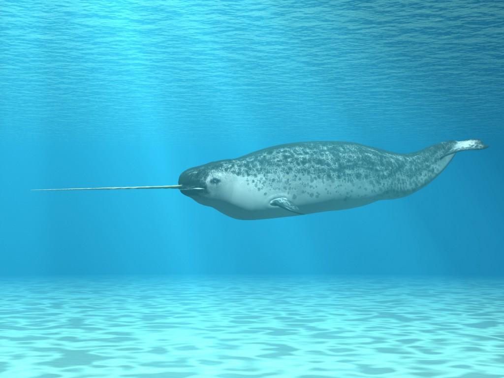 1024x768 Everything You Never Knew About Narwhals