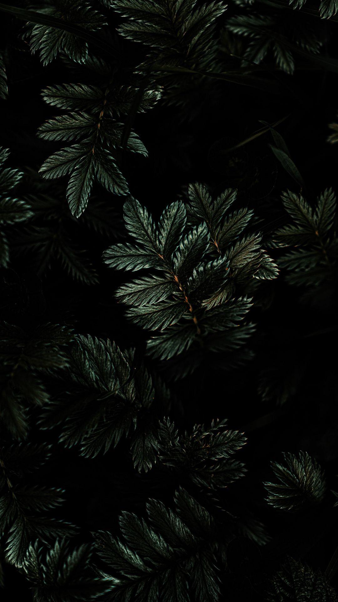 1080x1920 Leaves, branches, dark wallpaper. HD dark wallpaper, Dark wallpaper, Apple watch wallpaper