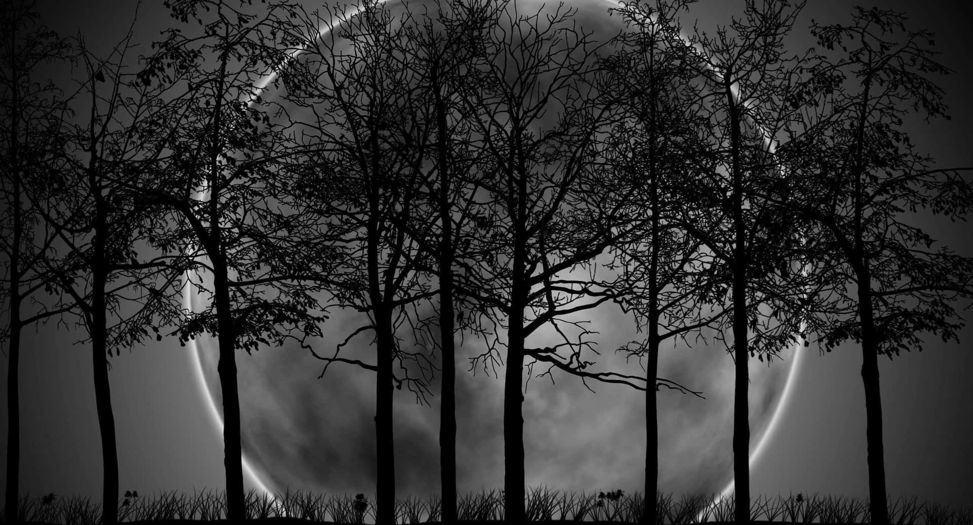 1920x1036 Download Tree Branches In Dark Forest And Moon Light Wallpaper