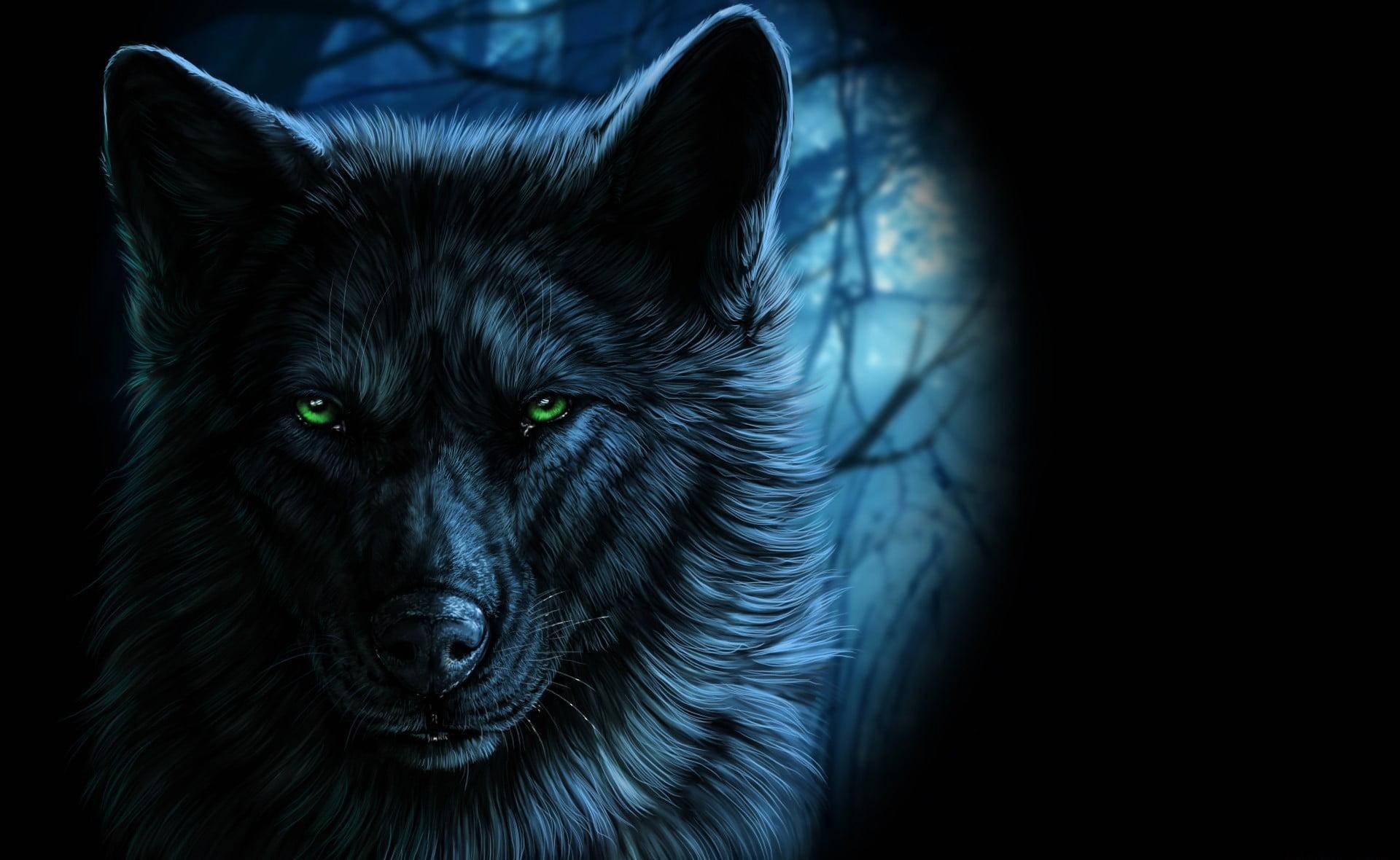Dark Wolf Eyes Wallpapers Top Free Dark Wolf Eyes Backgrounds