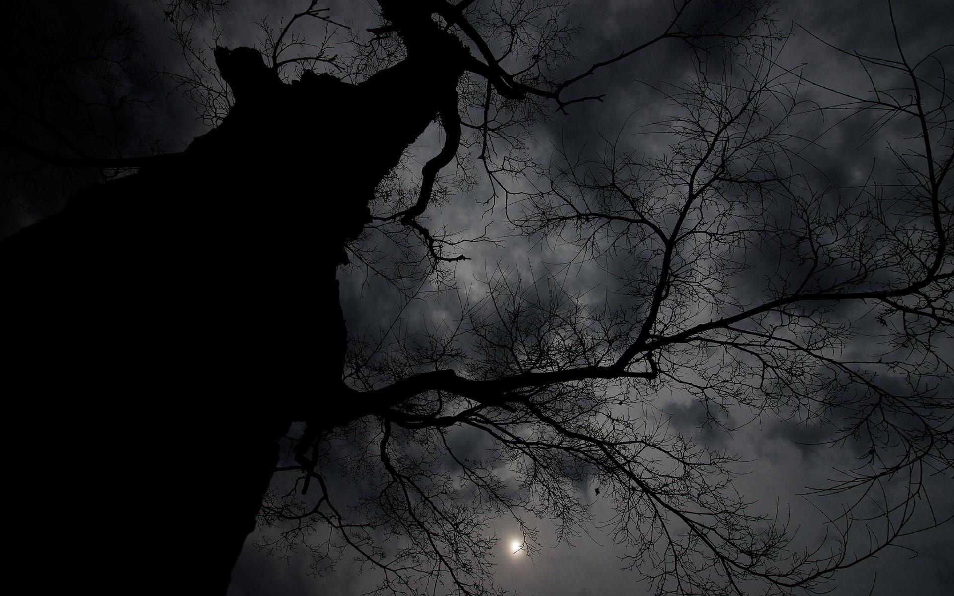1920x1200 branch, Moon, dark, trees, clouds, night Gallery HD Wallpaper