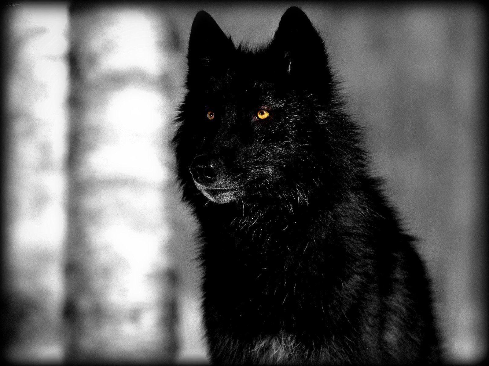 1600x1200 Black Wolf Wallpaper