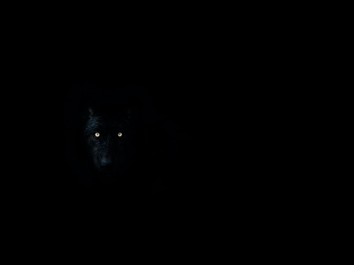 Dark Wolf Eyes Wallpapers Top Free Dark Wolf Eyes Backgrounds